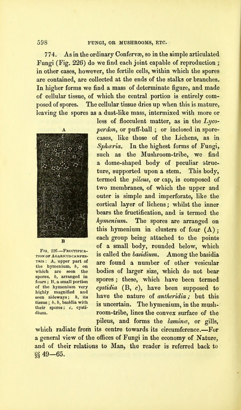 774. As in the ordinary Confervse, so in the simple articulated Fungi (Fig. 226) do we find each joint capable of reproduction ; in other cases, however, the fertile cells, within which the spores are contained, are collected at the ends of the stalks or branches. In higher forms we find a mass of determinate figure, and made of cellular tissue, of which the central portion is entirely com- posed of spores. The cellular tissue dries up when this is mature, leaving the spores as a dust-like mass, intermixed with more or less of flocculent matter, as in the L,yco- perdon, or puff-ball ; or inclosed in spore- cases, like those of the Lichens, as in Spharia. In the highest forms of Fungi, such as the Mushroom-tribe, we find a dome-shaped body of peculiar struc- ture, supported upon a stem. This body, termed the pileus, or cap, is composed of two membranes, of which the upper and outer is simple and imperforate, like the cortical layer of lichens; whilst the inner bears the fructification, and is termed the hymenium. The spores are arranged on this hymenium in clusters of four (A) ; each group being attached to the points of a small body, rounded below, which is called the lasidium. Among the basidia are found a number of other vesicular bodies of larger size, which do not bear spores; these, which have been termed cystidia (B, c), have been supposed to have the nature of antheridia; but this is uncertain. The hymenium, in the mush- room-tribe, lines the convex surface of the pileus, and forms the lamina, or gills, which radiate from its centre towards its circumference.—For a general view of the ofiices of Fungi in the economy of Nature, and of their relations to Man, the reader is referred back to 8S 49—65. Fig. 226—Fructifica- TION OF AGARICUSCAMPES- TRis : A, upper part of the bymeDium, h, on which are seen the spores, b, arranged in fours ; B, a smaU portion of the hymenium very highly magnified and seen sideways; h, its tissue; b, b, basidia with their spores; c, cysti- dium.