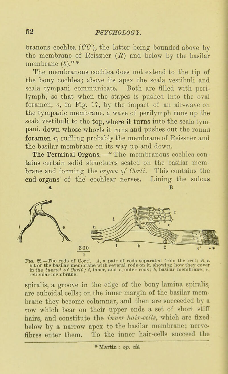 branous coclilea (CC), the latter being bounded above by the membrane of Keissiier (E) and below by the basilar membrane (b). * The membranous cochlea does not extend to the tip of the bony cochlea; above its apex the scala vestibuli and scala tympani communicate. Both are filled with peri- lymph, so that when the stapes is pushed into the oval foramen, o, in Fig. 17, by the impact of an air-wave on the tympanic membrane, a wave of perilymph runs up the scaia vestibuli to the top, where it turns into the scala tym- pani. down whose whorls it runs and pushes out the round foramen r, ruffling probably the membrane of Reissner and the basilar membrane on its way up and down. The Terminal Organs.—The membranous cochlea con- tains certain solid structures seated on the basilar mem- brane and forming the organ of Corti. This contains the end-organs of the cochlear nerves. Lining the sulcus A B e 1 Fig. 22.—The rods of Corti. A. a pair of rods separated from the rest; B, a bit of the basilar membrane with several rods on it. showing how they cover in the tunnel of Corti ; i, inner, and e, outer rods; 6, basilar membrane; r, reticular membrane. spiralis, a groove in the edge of the bony lamina spiralis, are cuboidal cells; on the inner margin of the basilar mem- brane they become columnar, and then are succeeded by a row which bear on their upper ends a set of short stiflF hairs, and constitute the inner hair-ceUs, which are fixed below by a narrow apex to the basilar membrane; nerve- fibres enter them. To the inner hair-cells succeed the