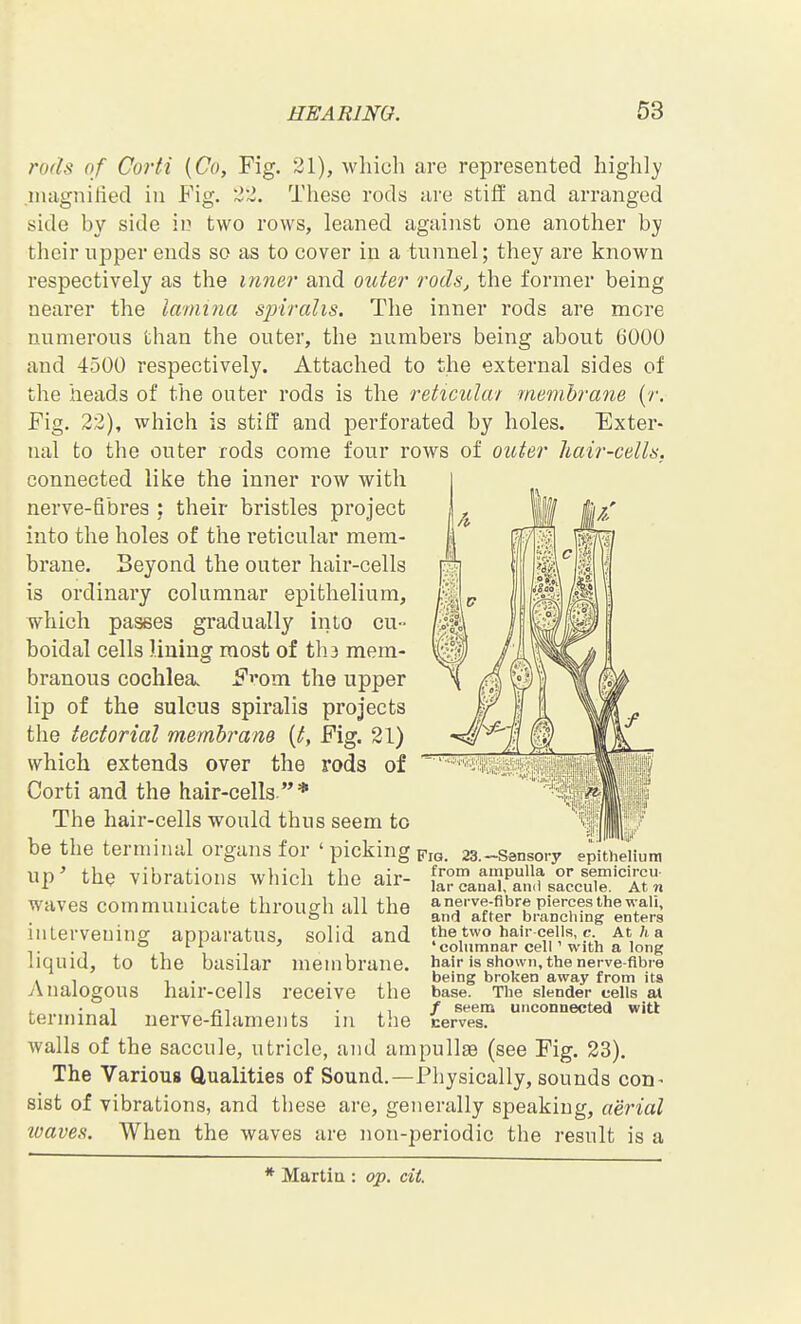 rods of Corti {Co, Fig. 21), which are represented highl}' inagnilied in Fig, These rods are stiff and arranged side by side in two rows, leaned against one another by their npper ends so as to cover in a tunnel; they are known respectively as the inner and outer rods, the former being nearer the lamina spiralis. The inner rods are mere numerous than the outer, the numbers being about 6000 and 4500 respectively. Attached to the external sides of the heads of the outer rods is the reticulai membrane {r. Fig. 22), which is stiff and perforated by holes. Exter- nal to the outer rods come four rows of outer hair-cells. connected like the inner row with nerve-fibres ; their bristles project into the holes of the reticular mem- brane. Beyond the outer hair-cells is ordinary columnar epithelium, which passes gradually inlo cu- boidal cells lining most of tlu mem- branous cochlea. Fi*om the upper lip of the sulcus spiralis projects the tectorial membrane {t, Fig. 21) which extends over the rods of Corti and the hair-cells * The hair-cells would thus seem to be the terminal organs for ' picking fiq. 23.-sansoi up' the vibrations which the air- waves communicate through all the inLerveuing appai-atus, solid and liquid, to the basilar membrane. Analogous hair-cells receive the terminal nerve-filaments in t!ie walls of the saccule, utricle, and ampullae (see Fig. 23). The Various Qualities of Sound.—Physically, sounds con- sist of vibrations, and these are, generally speaking, aerial waves. When the waves are non-periodic the result is a ■y epithelium from ampulla or semicircu- lar canal, and saccule. At n a nerve-fibre pierces the wall, and after branching enters the two hair-cells, c. At h a 'columnar cell' with a long hair is shown, the nerve-fibre being broken away from its base. The slender cells at / seem unconnected will Kerves.