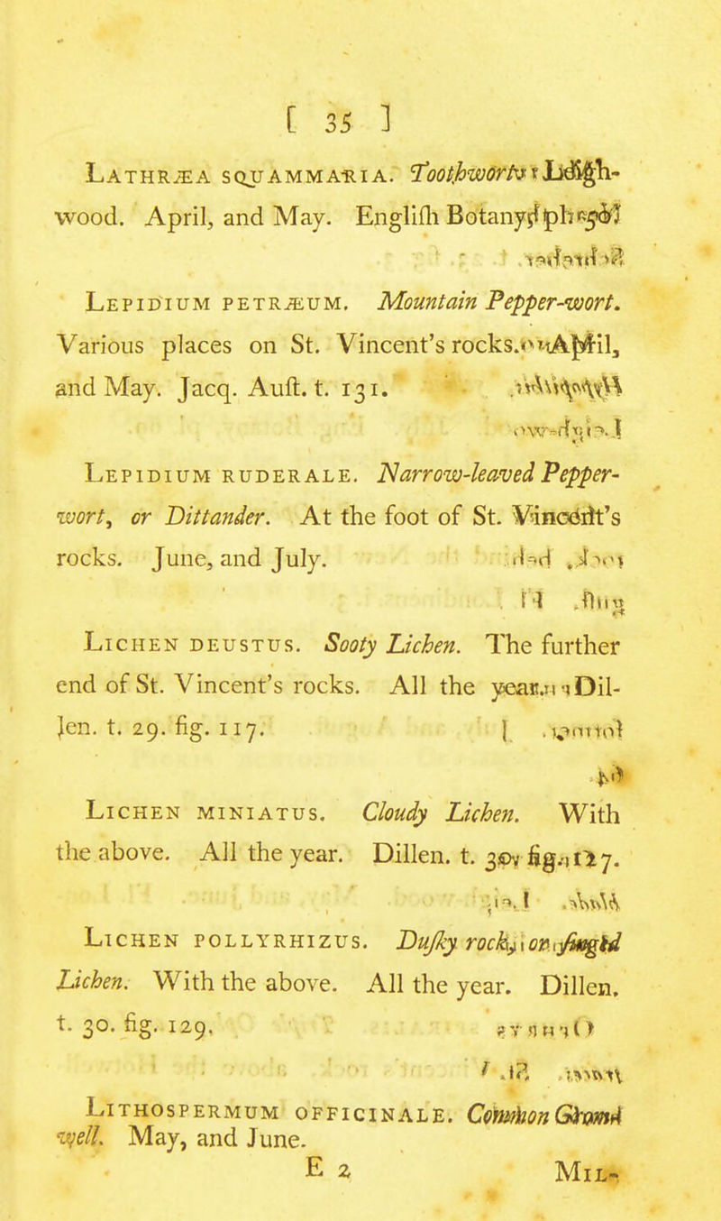 Lathrjea sqjjammahia. tfootjoworfoxLd%h- vvood. April, and May. Englifli Botany^ipb^'I Lepidium PETRiEUM. Mountain Pepper-wort. Various places on St. Vincent's rocks.<>*tA]yril3 and May. J acq. Auft. t. 131. .Mv^^U Lepidium ruderale. Narrow-leaved Pepper- wort, or Dittander. At the foot of St. Vinoetft's rocks. June, and July. fted k$$c% Lichen deustus. Sooty Lichen. The further end of St. Vincent's rocks. All the yean.ii -»Dil- Jen. t. 29. fig. 117. J .vmtol Lichen miniatus. Cloudy Lichen. With the above. All the year. Dillen. t. 3^Uglily. Lichen pollyrhizus. Dujky rock^ovAfagkd Lichen. With the above. All the year. Dillen. t. 30. fig. 129. rpni'il ) f A?. iamcm\ Lithospermum officinale. CorwhonGtoml -ell May, and June. E 2 Mil-