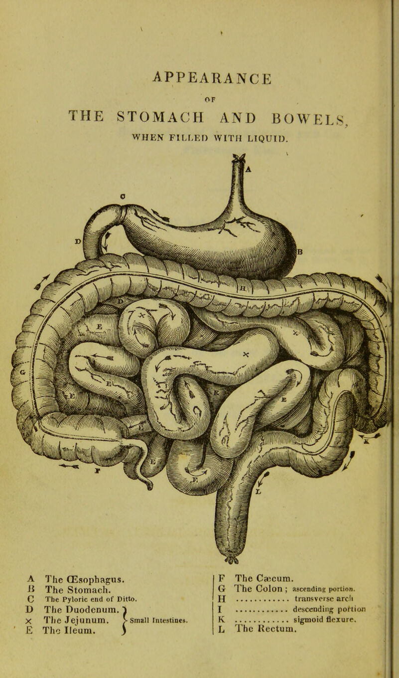 APPEARANCE THE STOMACH AND BOWELS, WHEN FILLED WITH LIQUID. A The CEsophagus. a The Stomach. C The Pyloric end of Ditto. D The Duodenum. ^ X The Jejunum. > Small intestines. E The Ileum. ) F The Caecum. G The Colon ; ascending portion. H transverse arcli I descending portion K sigmoid flexure. L The Rectum.