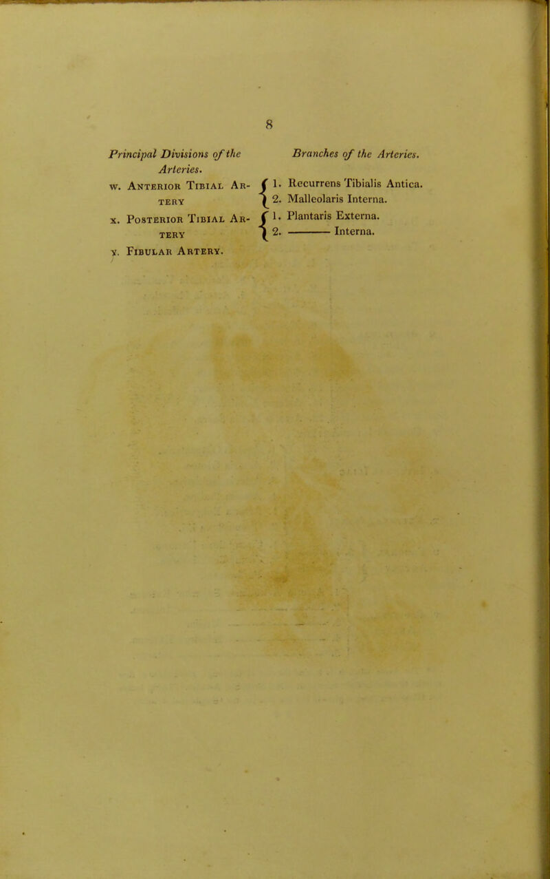 Principal Divisions of the Arteries. w. Anterior Tibiae Ar- tery X. Posterior Tibiae Ar- tery Y. Fibular Artery. Branches of the Arteries. { { 1. Recurrens Tibialis Antica. 2. Malleolaris Interna. 1. Plantaris Externa. 2. Interna.