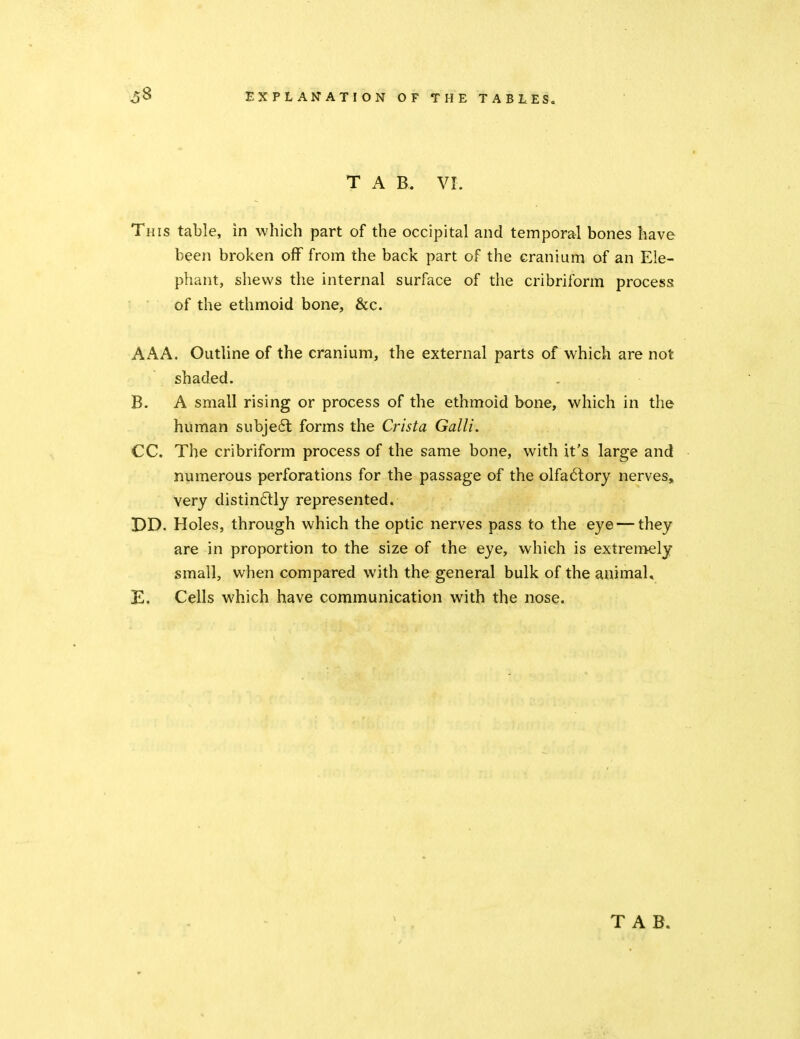 T A B. VI. This table, in which part of the occipital and temporal bones have been broken off from the back part of the cranium of an Ele- phant, shews the internal surface of the cribriform process of the ethmoid bone, &c. AAA. Outline of the cranium, the external parts of which are not shaded. B. A small rising or process of the ethmoid bone, which in the human subje6l forms the Crista Galli. CC. The cribriform process of the same bone, with it's large and numerous perforations for the passage of the olfa6tory nerves, very distinftly represented. DD. Holes, through which the optic nerves pass to the eye — they are in proportion to the size of the eye, which is extremely small, when compared with the general bulk of the animaU E. Cells which have communication with the nose.