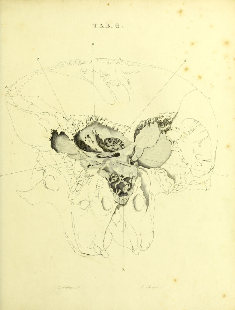 J. J- hnli/jJ-^ (i/rl J . rfCeccthjc