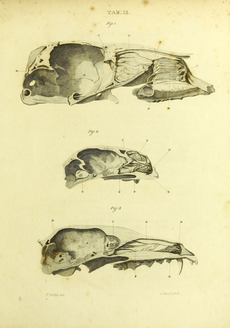TAB. 13 o 7: Phi/J^pj.dd-