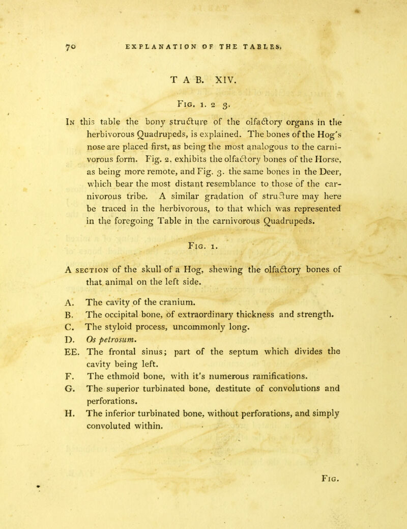 TAB. XIV. Fig. 1. 2 3. In this table the bony structure of tlie olfadlor}^ organs in the herbivorous Quadrupeds, is explained. The bones of the Hog's nose are placed first, as being the most analogous to the carni- vorous form. Fig. 2. exhibits the olfactory bones of the Horse, as being more remote, and Fig. 3. the same bones in the Deer, vv'hich bear the most distant resemblance to those of the car- nivorous tribe. A similar gradation of structure may here be traced in the herbivorous, to that which was represented in the foregoing Table in the carnivorous Quadrupeds. Fig. 1. A section of the skull of a Hog, shewing the olfa6lory bones of that animal on the left side. A. The cavity of the cranium. B. The occipital bone, of extraordinary thickness and strength, C. The styloid process, uncommonly long. T). Os petrosum. EE. The frontal sinus; part of the septum which divides the cavity being left. F. The ethmoid bone, with it's numerous ramifications. G. The superior turbinated bone, destitute of convolutions and perforations. H. The inferior turbinated bone, without perforations, and simply convoluted within. Fig.
