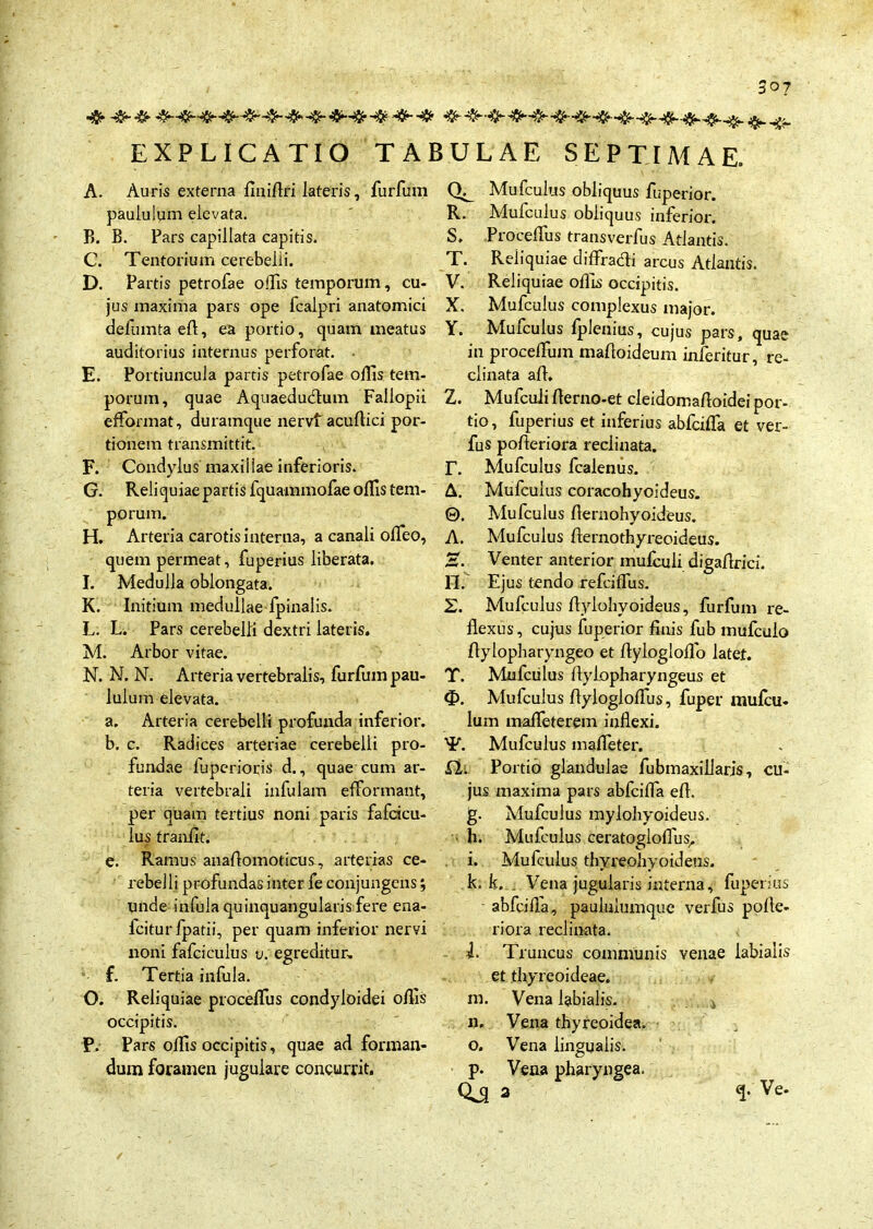 EXPLICATIO TABULA E SEPTIMA A. Auris externa finiflri lateris, furfum paululum elevata. B. B. Pars capillata capitis. C. Tentorium cerebelli. D. Partis petrofae offis temporum, cu- jus maxima pars ope fcalpri anatomici defumta efl, ea portio, quam meatus auditorius internus perforat. • E. Portiuncula partis petrofae offis tem- porum, quae Aquaedudum Fallopii efformat, duramque nervi acuftici por- tionem transmittit. F. Condylus maxillae inferioris. G. Reliquiae partis fquammofae offis tem- porum. H. Arteria carotis interna, a canali offieo, quem permeat, fuperius liberata. I. Medulla oblongata. K. Initium medullae fpinalis. L. L. Pars cerebelli dextri lateris. M. Arbor vitae. N. N. N. Arteria vertebralis, furfum pau- lulum elevata. a. Arteria cerebelli profunda inferior. b. c. Radices arteriae cerebelli pro- fundae fuperioris d., quae cum ar- teria vertebrali infulam efformant, per quam tertius noni paris fafcicu- lus tranfit. e. Ramus anaflomoticus, arterias ce- rebelli profundas inter fe conjungens; unde infula quinquangularis fere ena- fcitur fpatii, per quam inferior nervi noni fafciculus v. egreditur, f. Tertia infula. O. Reliquiae proceffiis condyloidei offis occipitis. P. Pars offis occipitis, quae ad forman- dum foramen jugulare concurrit. CU Mufculus obliquus fuperior. R. Mufculus obliquus inferior. S. Proceffiis transverfus Atlantis. T. Reiiquiae diffradi arcus Atlantis. V. Reliquiae offis occipitis. X. Mufculus complexus major. Y. Mufculus fplenius, cujus pars, quae in proceffinn malloideum inferitur, re- clinata afl. Z. Mufculi flerno-et cleidomafloidei por- tio, fuperius et inferius abfciffa et ver- fus pofleriora reclinata. T. Mufculus fcalenus. A. Mufculus coracohyoideus. ©. Mufculus Aernohyoideus. A. Mufculus {lernothyreoideus. H. Venter anterior mulculi digaffiici. 11. Ejus tendo refciffiis. 2. Mufculus Bylohyoideus, furfum re- flexus, cujus fuperior finis fub mufculo flylopharyngeo et flylogloflo latet. T. Mufculus Aylopharyngeus et Mufculus flylogloffius, fuper mufcu- lum mafleterem inflexi. T. Mufculus mafleter. fl. Portio glandulae fubmaxillarjs, cu- jus maxima pars abfciffia efl. g. Mufculus mylohyoideus. h. Mufculus ceratogloffiis,, i. Mufculus thyreohyoideus. k. k. . Vena jugularis interna, fuperius - abfcifla, paululumquc verfus pofle- riora reclinata. i. Truncus communis venae labialis et thyreoideae. m. Vena labialis. n. Vena thyreoidea. o. Vena lingualis. p. Vena pharyngea.
