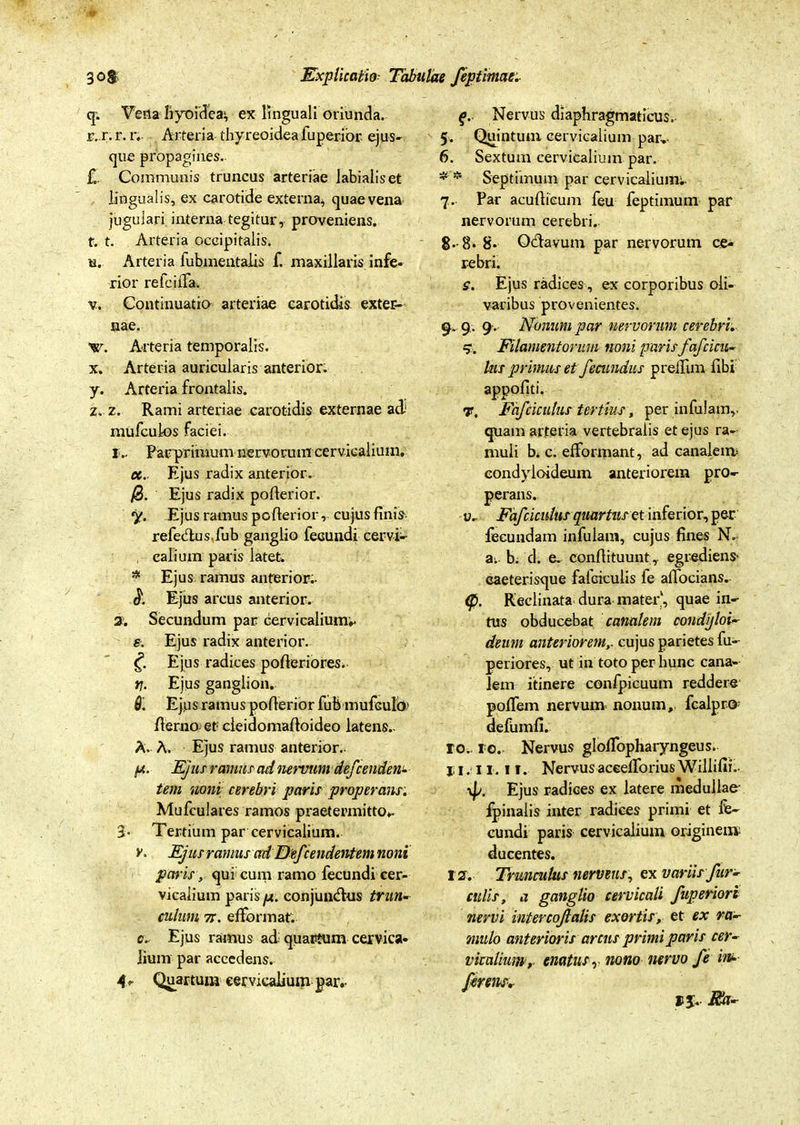 q. Vena hyoidea:, ex linguali oriunda. r. r. r. r. Arteria thyreoidea fuperior ejus- que propagines.. £. Communis truncus arteriae labialis et lingualis, ex carotide externa, quae vena jugulari interna tegitur, proveniens. t. t. Arteria occipitalis. u. Arteria fubmentalis f. maxillaris infe- rior refciiTa. v. Continuatio arteriae carotidis exter- nae. w. Arteria temporalis. x. Arteria auricularis anterior: y. Arteria frontalis. z. z. Rami arteriae carotidis externae ad' mufculos faciei. 1, Par primum nervorum cervicalium. Ejus radix anterior. j0. Ejus radix poderior. y. Ejus ramus poderior, cujus finis refeclus.fub ganglio fecundi cervi- , calium paris latet. * Ejus ramus anterior- $. Ejus arcus anterior. 2. Secundum par cervicalium;. e. Ejus radix anterior. £ Ejus radices poderiores. tj. Ejus ganglion. Ejus ramus poderior fub mufeulo' demo et cleidomadoideo latens- A. A. Ejus ramus anterior- (A. Ejus ramus ad nervum defcenden- tem noni cerebri paris properans. Mufculares ramos praetermitto- 3- Tertium par cervicalium. v. Ejus ramus ad Defcendentem noni paris, qui cum ramo fecundi cer- vicalium paris f.t. conjundus trun- culum 7i. efformat. c- Ejus ramus ad: quartum cervica- lium par accedens. 4.- Quartum cervicalium par,- f. Nervus diaphragmaticus. 5. Quintum cervicalium par, 6. Sextum cervicalium par. * * Septimum par cervicalium- 7. Par acudieum feu feptimum par nervorum cerebri. 8-8. 8* Odavum par nervorum ce- rebri. £. Ejus radices, ex corporibus oii- varibus provenientes. 9. 9. 9. Nonum par nervorum cerebri. Filamentorum noni parisfafcicu- lus primus et fecundus preilim fibi appofiti. T. Fafcicutus tertius, per infulam,, quam arteria vertebralis et ejus ra- muli b4 c. efformant, ad canalem eondyloideum anteriorem pro- perans, u- Fafciculiis quartus et inferior, per fecundam infulam, cujus fines N- a. b. d. e. condituunt,. egrediens' caeterisque falciculis fe adocians. (p. Reclinata dura mater, quae in- tus obducebat canalem condtjloi- deum anterioremcujus parietes fu- periores, ut in toto per hunc cana- lem itinere confpicuum reddere polfem nervum nonum, fcalpro- defumfi. 10- io. Nervus gloflbpharyngeus. jl. l I. II. Nervusaceelforius Wiliifii- \p. Ejus radices ex latere medullae fpinalis inter radices primi et fe- cundi paris cervicalium originem ducentes. 12. Trunculus nerveus, ex variis fur- culis, a ganglio cervicali fuperiori nervi intercojlalis exortis, et ex ra- mulo anterioris arcus primi paris cer- vicalium, enatus nono nervo fe in* »3- Ea-