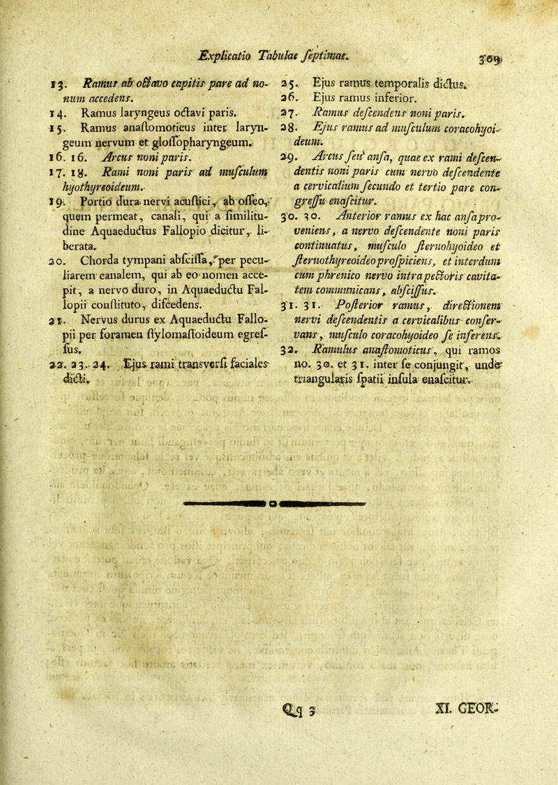 13. Ramus ab offiavo capitis- pare ad no- num accedens. 14. Ramus laryngeus odavi paris. 15. Ramus anaflomotieus inter laryn- geum nervum et glolTopharyngeum.; 16.16. Arcus noni paris. 17. 1 y. Rami noni paris ad muf culum hyothyreoideum,- 19-. Portio dura nervi acuftiei y ab offeo,-' quem permeat, canali, qui a fimilitu- dine Aquaedudus Fallopio dicitur , li- berata. 20. Ghorda tympani abfciflay^per pecu- liarem canalem, qui ab eo-nomen acce- pit , a nervo duro, in Aquaedudu Fal- lopii conditu to,- difcedens. 21. Nervus durus ex Aquaedudu Fallo- pii per foramen flyloniafloideum egref- filS. a-2. 3324. Ejus, rami transverfi faciales- didi. 25. Ejus ramus temporalis didus. 26. Ejus ramus inferior. 27. - Ramus defcendens noni paris. 28. Ejus ramus ad muf eu lum coracohyoi- deum. 2-9. Arcus fen' anfa, quae ex rami defcen- dentis noni paris cum nervo defendente a cervicalium fecundo et tertio pare con- grejfn enafcitur. 30. 3 o. Anterior ramus ex hac anfa pro- veniens, a nervo defendente noni paris continuatus, muf culo fternohyoideo et ftcrnothyreoideoprofpiciens, et interdum cum phrenico nervo intrapeffiofris cavita- tem communicans, abfijfus.- 31. 31. Pofterior ramus, direStionem UerVi defendentis a cervicalibus confer» vans, muf culo coracohyoideo fe inferensQ- 32. Ramulus anaftomotieus, qui ramos no. 30. et 31. inter fe conjungit, und& triangularis fpatii infula eaafcitur. XI. GFOE»