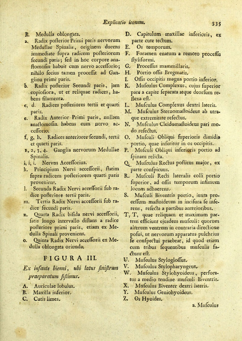 B. Medulla oblongata. D. Capitulum maxillae inferioris, ex a. Radix pofterior Primi paris nervorum parte cute tedum. Medullae Spinalis, originem ducens E. Os temporum. immediate fupra radicem pofleriorem F. Foramen enatum a remoto proceffu fecundi paris j fed in* hoc corpore ana- flyliformi. ftomofin habuit cum nervo acceffiorio; G. Proceffus mammillaris, nihilo fecius tamen procelfit ad Gan- H. Portio offis Bregmatis, glion primr paris. I. Offis occipitis magna portio inferior. b. Radix pofterior Secundi pari9, jam K. Mufculas Complexus, cujus fuperior copiofiora, ut et reliquae radices, ha- pars a capite feparata atque deorfum re- bens filamenta. ilexa eft, c. d. Radiees pofteriores tertii et quarti L. Mufculus Complexus dextri lateris, paris. M. Mufculus Sternomafioideus ab utra- e. Radix Anterior-Primi paris, nullam que extremitate refedus. anaftomofin habens eum uervo ac- N. Mufculus Cleidomaftoideus pari mo- ceffiorio: do refectus. f, g, b. Radices anteriores'fecundi, tertii' O. Mufculi Obliqui fuperioris dimidia et quarti paris. - portio, quae inferitur in os occipitis, jr2, 3, 4. Ganglia nervorum Medullae P. Mufcul-i Obliqui inferioris portio ad Spinalis. tpinam relida. i, f, i. Nervus Acceffiorius. Q^ Mufculus Redtus pofiicus major, ex k. Principium Nervi acceffiorii, ftatim parte confpicuus. ffipra radicem pofteriorem quarti paris R. Mufculi Redi lateralis colli portio proveniens. fiaperior, ad offis temporum infimum l. Secunda Radix Nervi acceffiorii fub ra- Jocum adhaerens, diee pofteriore tertii paris, S. Mufculi Biventris portio, iuxta pro- ni. Tertia Radix Nervi acceffiorii fub ra- ceffimi maftoideum in incifura fe infe- dice fecundi paris. rens, reieda a partibus anterioribus. b. Quarta Radix bifida nervi acceffiorii, T, T, quae reliquam et maximam par- fatis longo intervallo diftans a radice tem efficiunt ejusdem mufculi: quorum pofteriore primi paris, etiam ex Me- alterum ventrem in contraria diredione dulla Spinali proveniens. pofui, ut nervorum apparatus pulchrius O. Quinta Radix Nervi acceffiorii ex Me- fe confpedui praebeat, id quod etiam dulla oblongata oriunda-. cum tribus fequentibus mufculis fa- dum effi. FIGURA III. U. Mufculus Stylogloffius, Ex infante Bienni, ubi latus finijlrum v- Mufculus Stylopharyngeus, W. Mufculus Stylohyoideus, perfora- tus a medio tendine mufculi Biventris, X. Mufculus Biventer dextri lateris, Y. Mufculus Geniohyoideus, Z* Os Hyoides. praeparatum Jifiimus. A. Auriculae lobulus, B. Maxilla inferior. C. Cutis limes. a. Mufculus