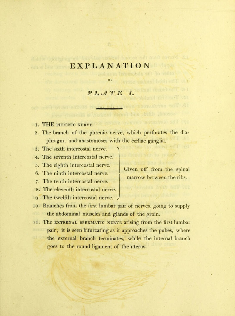 EXPLANATION OF Given off from the spinal marrow between the ribs. 1. THE PHRENIC NERVE. 2. The branch of the phrenic nerve, which perforates the dia- phragm, and anastomoses with the coeliac gangUa. 3. The sixth intercostal nerve. ^ 4. The seventh intercostal nerve. 5. The eighth intercostal nerve. 6. The ninth intercostal nerve. /. The tenth intercostal nerve. 8. The eleventh intercostal nerve. 9. The twelfth intercostal nerve. J 10. Branches from the first lumbar pair of nerves, going to supph the abdominal muscles and glands of the groin. 11. The EXTERNAL SPERMATIC NERVE arising from the first lumbar pair; it is seen bifurcating as it approaches the pubes, where the external branch terminates, while the internal branch goes to the round ligament of the uterus.