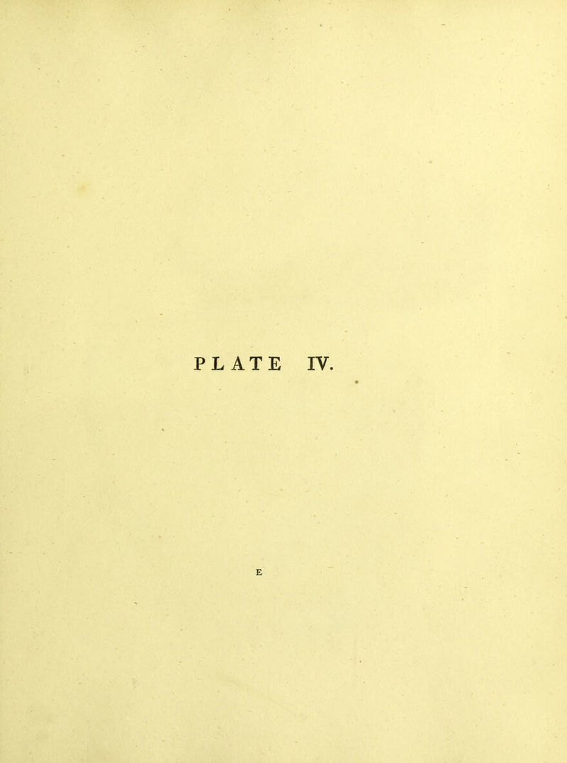 PLATE IV. E