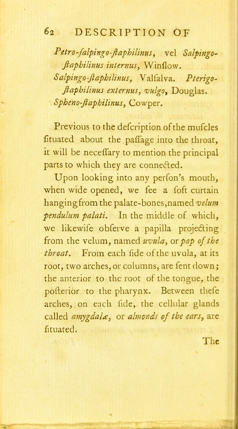 Petro-falpingo-Jlaphilinus, vel Salpingo- Jlapbilinus internus, Winllow. Salpingo-Jlaphilinus, Valfalva. Pterigo- Jlaphilinus extemus, vulgo, Douglas. Spheno-flaphilinus, Cowper. Previous to the defcription of the mufcles fituated about the paflage into the throat, it will be neceffary to mention the principal parts to which they are connected. Upon looking into any perfon's mouth, when wide opened, we fee a foft curtain hangingfrom the palate-bones,named velum pendulum palati. In the middle of which, we likewife obferve a papilla projecting from the velum, named uvula, or pap of the throat. From each fide of the uvula, at its root, two arches, or columns, are fent down; the anterior to the root of the tongue, the pofterior to the pharynx. Between thefe arches, on e;ich fide, the cellular glands called amygdala, or almonds of the ears} are fituated.