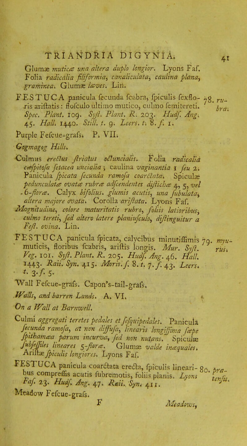 Glumae mutica una altera duplo longior. Lyons Faf. Folia radicalia filiformia, canaliculata, caulina plana, graminea. Glumae laves. Liri. FE-STUCA panicula fecunda fcabra, fpiculis fcxflo- ru_ ris ariftatis: flofcuio ultimo mutico, culmo femitereti. Spec. Piant, iog. Syjl. Piant. R. 203. Hudfi. Ang, 45. Hali. 1440. Stili, t. g. Lcers. ti %. f. 1. Purple FefcUe-grafst P, VII; Gogmagog Hilis. Culmus eredlus Jlriatus odhincialis. Folia radicalia cafpitofa fetacea uncialia ; caulina vaginantia 1 feu 2; Panicula fpicata fecunda ramofa coarCiata. Spiculm pedunculata ovata rubra adfcendentes di/licba 4, 5, vel . t-flora. Calyx bifolius. glumis acutis, una fubulata, altera majore ovata. Corolla ari/lata. Lyons Faf. Magnitudine, colore maturitatis rubro, foliis latioribus, culmo tereti, fed altero latere planhfculo, diftinguitur a Fejl. ovina. Lin. FESTUCA panicula fpicata, calycibus minutjffimis 79. muticis, floribus fcabris, ariftis longis. Mur. Syjl. ritu Veg. 101. Syjl. Piant. R. 205. Hudfi Ang. 46. Hali. 1443. Raii. Syn. 415. Moris.fi 8.t. 7./. 43. • *- 3-/- 5- Wall Fefcue-grafs. CaponVtail-grafs. IVAis, and barren Lands. A. VI, «. 0« a /%// ai Barnwell. Culmi aggregati teretes pedales et fiefiquipedales. Panicula fecunda ramofa, at sion diffufa, 'linearis longifiima ficepe Jpithamaa parutn incurva, fed non nutans. Spicula; fiubfiefiiles lineares 5-fiora:. Glumae valde inccquaies. Ari ita fpiculis longiores. Lyons Faf. FESTUCA panicula coar&ata crefta, fpiculis lineari- o0 bus compreffis acutis fubremotis, foliis planis. Lyons ‘ L,* Faf. 23. Hudfi Ang. 47. Raii., Syn. 411. J ' Meadow Fefcue-grafs. F Meadows,