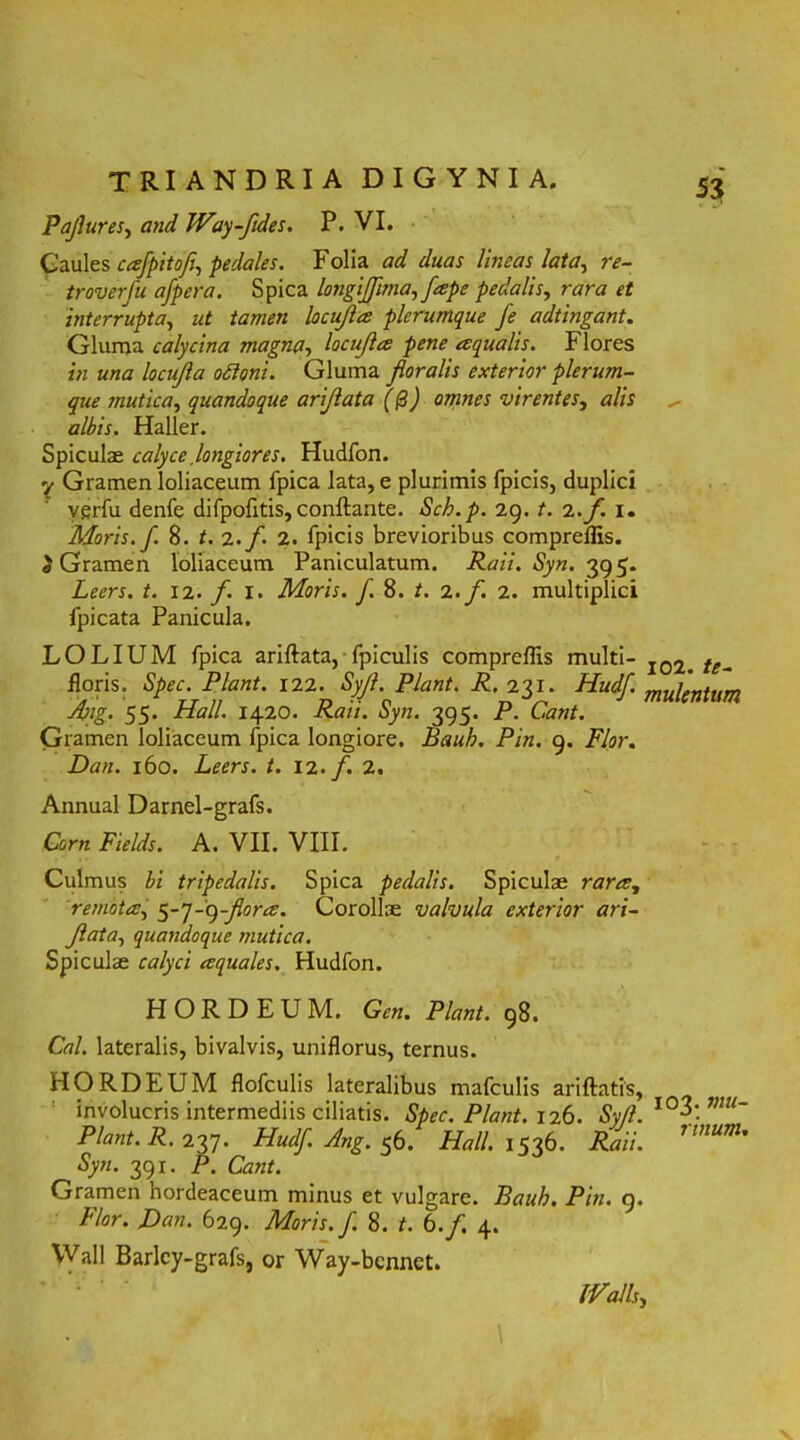 Pajlures, and Way-fides. P. VI. Gaules cafpitofi, pedales. Folia ad duas lineas lata, re- troverfu afpera. Spica longijjlma, fape pedalis, rara et interrupta, ut tamen locujla plerumque fe adtingant. Gluma calycina magna, locujla pene aqualis. Flores in una locujla ottoni. Gluma floralis exterior plerum- que mutica, quandoque arijlata (@) omnes virentes, alis albis. Haller. Spiculas calyce longiores. Hudfon. V Gramen loliaceum fpica lata, e plurimis fpicis, duplici vgrfu denfe difpofitis, conflante. Sch.p. 29. t. i. f. 1. Moris, f. 8. t. 2.f. 2. fpicis brevioribus compreffis. i Gramen loliaceum Paniculatum. Raii. Syn. 395. Leers. t. 12. f. I. Moris, f. 8. t. 2. f. 2. multiplici fpicata Panicula. LOLIUM fpica ariflata, fpiculis compreffis multi- floris. Spec. Piant. 122. Syjl. Piant. R. 231. Hudf. Ajig. 55. Hali. 1420. Raii. Syn. 395. P. Cant. Gramen loliaceum fpica longiore. Baub. Pin. 9. Flor. Dan. 160. Leers. t. 122. Annual Damel-grafs. Corn Fields. A. VII. VIII. Culmus hi tripedalis. Spica pedalis. Spiculas rara, remota, 5-'j-^-Jlora. Corollae valvula exterior ari- jlata, quandoque mutica. Spiculae calyci aquales. Hudfon. H O R D E U M. Gcn. Piant. 98. Cal. lateralis, bivalvis, uniflorus, ternus. HORDEUM flofculis lateralibus mafculis ariftatis, involucris intermediis ciliatis. Spec. Piant. 126. Syfl. Piant. R. 237. Hudf. Ang. 56. Hali. 1536. Raii. Syn. 391. P. Cant. Gramen hordeaceum minus et vulgare. Baub. Pin. 9, Flor. Dan. 629. Moris, f. 8. t. 6./. 4. Wall Barlcy-grafs, or Way-bcnnet. 102. te- mulentum 103. mu- rinum. IValis.