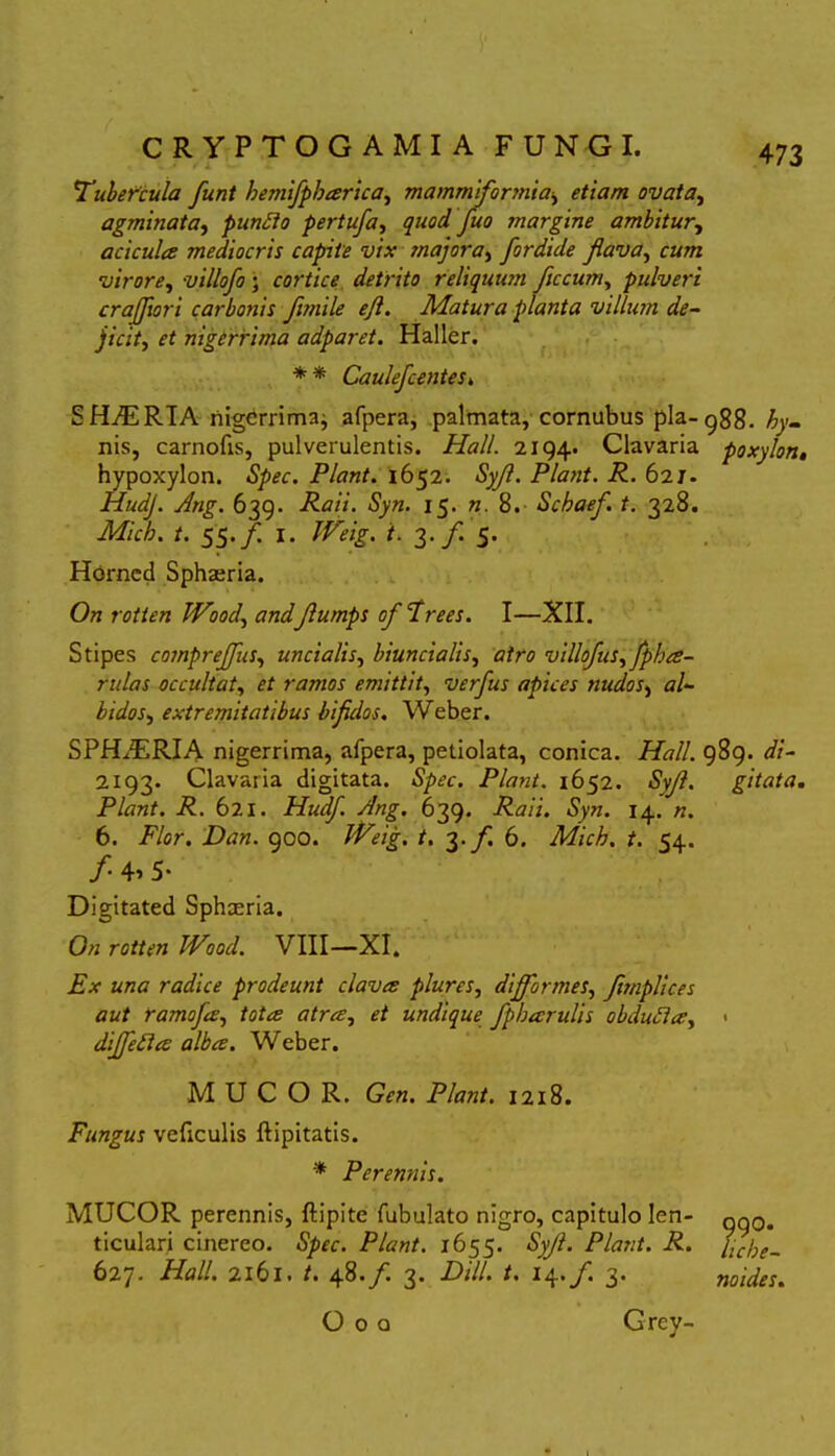 Tubercula funt hemifpbarica, mammformia> etiam ovata, agminata, punito pertufa, quod fluo margine ambitur, acicula mediocris capite vix majora, fordide flava, virore, villofo ; cortice detrito reliquum flccum, pulveri crafliori carbonis flmile ejl. Matura planta villum de- jicit, ^ nigerrima adparet. Haller. * * Cauleflcentes. SHAERIA nigerrima} afpera, palmata, cornubus pia- 988. Ay- nis, carnofis, pulverulentis. Hali 2194. Clavaria poxylon, hypoxylon. Piant. 1652. Syfl. Piant. R. 62J. HudJ. Ang. 639. Sy». 15. 8. Scbaef. t. 328. Micb. t. $$. f. I. /. 3-/1 5. Horned Sphaeria. On rotien Wood, andflumps oflPrees. I—XII. Stipes compreflflus, uncialis, biuncialis, atro villoflus,flpha- rulas occultat, ramos emittit, verfus apices nudos, al- bidos, extremitatibus bifidos. Weber. SPHAERIA nigerrima, afpera, petiolata, conica. iYi?//. 989. di- 2193. Clavaria digitata. S/w. Piant. 1652. «Sjg/?. Piant. R. 621. Hudfl. Ang. 639. <Syw. 14. «. 6. F/or. 900. Weig. t. 1- f. 6. Micb. t. 54. ./• 4’ 5* Digitated Sphaeria. 0« rotten Wood. VIII—XI. i?* radice prodeunt clava plures, difformes, funplices aut ramofla, et undique fpbarulis obdudia^ diflfledia alba. Weber. MUCOR. Crr«. Piant. 1218. Fungus veficulis ftipitatis. * Perennis. MUCOR perennis, ftipite fubulato nigro, capitulo len- ticulari cinereo. Spec. Piant. 1655. Syfl. Piant. R. 627. Hali. 2161. t. 48.f. 3. Dill. t. i^.fl. 3. Grey- gitata. 99°. liche- noides. O O Q