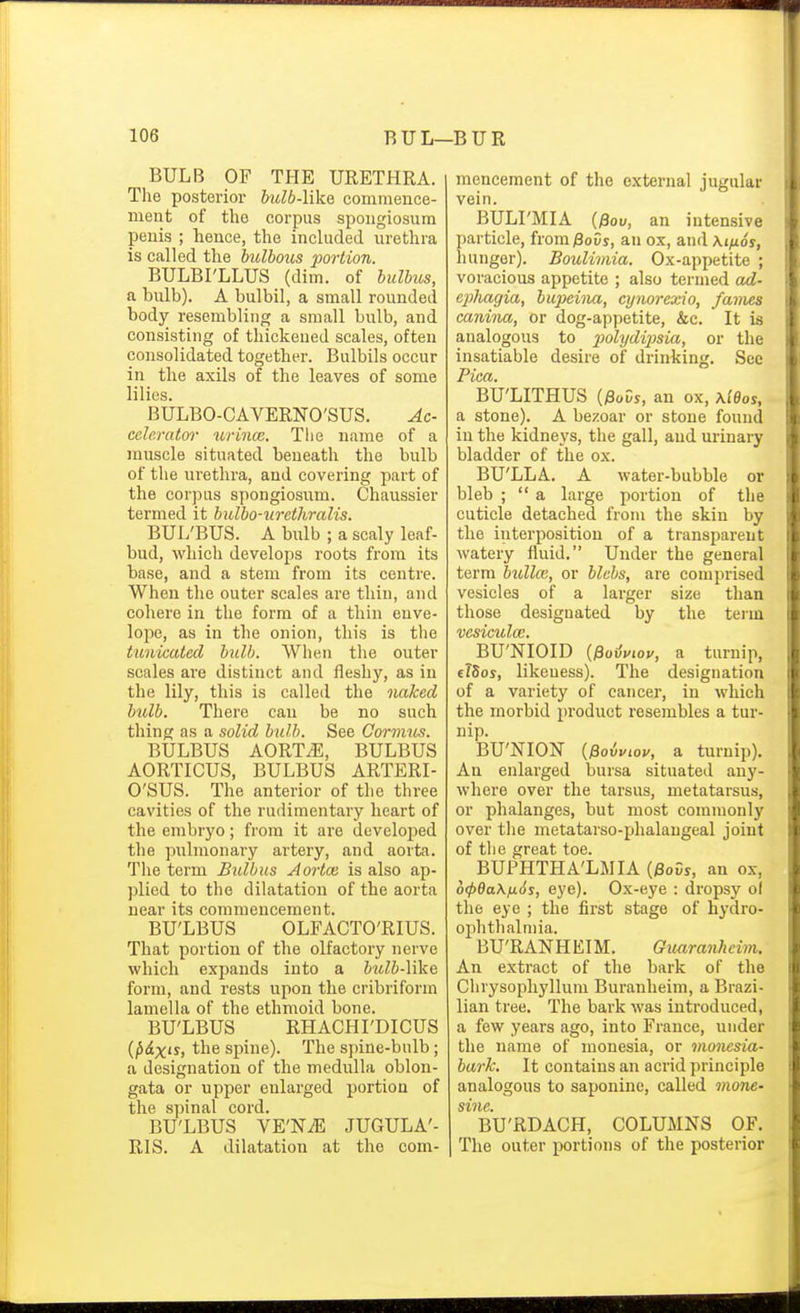 BULB OF THE URETHRA. The posterior hdb-like conimence- ment of the corpus spongiosum penis ; hence, the included urethra is called the bulbous portion. BULBI'LLUS (dim. of bulbus, a bulb). A bulbil, a small rounded body resembling a small bulb, and consisting of thickened scales, often consolidated together. Bulbils occur in the axils of the leaves of some lilies. BULBO-CAVERNO'SUS. Ac- celeratw urince. The name of a muscle situated beneath the bulb of the urethra, and covering part of the corpus spongiosum. Chaussier termed it bulbo-urethralis. BUL'BUS. A bnlb ; a scaly leaf- bud, which develops roots from its base, and a stem from its centre. When the outer scales are thin, and cohere in the form of a thin enve- lope, as in the onion, this is the tunicated bulb. When the outer scales are distinct and fleshy, as in the lily, this is called the naked bulb. There can be no such thing as a solid bulb. See CornuLS. BULBUS AORTii:, BULBUS AORTICUS, BULBUS ARTERI- O'SUS. The anterior of the three cavities of the rudimentary heart of the embryo; from it are developed the pulmonary artery, and aorta. The term Bulbus Aortx is also ap- plied to the dilatation of the aorta near its commencement. BU'LBUS OLFACTO'RIUS. That portion of the olfactory nerve which expands into a hulb-\W& form, and rests upon the cribriform lamella of the ethmoid bone. BU'LBUS RHACHI'DICUS {p&xis, the spine). The spine-bulb; a designation of the medulla oblon- gata or upper enlarged portion of the spinal cord. BU'LBUS VE'NiE JUGULA'- RIS. A dilatation at the com- mencement of the external jugular vein. BULI'MIA ()3ou, an intensive particle, from)3oSy, an ox, and At^os, hunger). Boulimia. Ox-appetite ; voracious appetite ; also termed ad- C2)hagia, lupeina, cymrexio, faims canina, or dog-appetite, &c. It is analogous to j^olydipsia, or the insatiable desire of drinking. See Pica. BU'LITHUS {fioZs, an ox, \idos, a stone). A bezoar or stone found in the kidneys, the gall, and urinary bladder of the ox. BU'LLA. A water-bubble or bleb ; a large portion of the cuticle detached from the skin by the interposition of a transparent watery fluid. Under the general term bullce, or blebs, are comprised vesicles of a larger size than those designated by the teim vesiculcc. BU'NIOID (iSou'j/ioi/, a turnip, elSos, likeness). The designation of a variety of cancer, in which the morbid product resembles a tur- nip. BU'NION {^oiviov, a turnip). An enlarged bursa situated any- where over the tarsus, metatarsus, or phalanges, but most commonly over the metatarso-^jhalangeal joint of the great toe. BUPHTHA'LMIA (fioCs, an ox, 6(p0a\fj.6s, eye). Ox-eye : dropsy ol the eye ; the first stage of hydro- ophthalmia. BU'RANHEIM. Guaranhcim. An extract of the bark of the Chrysopliyllum Buranheim, a Brazi- lian tree. The bark was introduced, a few years ago, into France, under the name of monesia, or vionesia- bark. It contains an acrid principle analogous to saponine, called mone- BU'RDACH, COLUMNS OF. The outer portions of the posterior