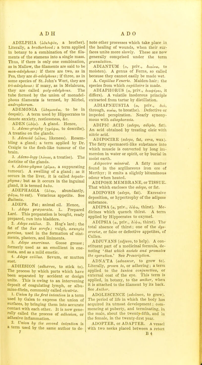 ADELPHIA {uieXipm, a brother). Literally, a brotherhood; a term applied in botany to a combination of the fila- ments of the stamens into a single mass. Thus, if there is only one combination, as in Mallow, the filaments are said to be mon-adelphous; if there are two, as in Pea, they are di-adelphous; if three, as in some species of St. John's Wort, they are Iri-adelphous; if many, as in Melaleuca, they are called poly-adelphous. The tube formed by the union of monadel- phous filaments is termed, by Mirbel, androphorum. ADKMONIA {Uinp-owai, to be in despair). A term used by Hippocrates to denote anxiety, restlessness, &c. ADEN (u6»)y). A gland. Hence, 1. Adeno-graphy {ypdipai, to describe). A treatise on the glands. 2. Adenoid (eiSor, likeness). Resem- bling a gland; a term applied by Dr. Craigie to the flesh-like tumour of the brain. 3. Adeno-lngy (Ao'yor, a treatise). The doctrine of the glands. 4. Adeno-phyma {(pv/ia, a suppurating tumour). A swelling of a gland; as it occurs in the liver, it is called hepato- phyma; but as it occurs in the inguinal gland, it is termed bubo. ADEPHAGIA abundantly, 0a7a>, to eat). Voracious appetite. See Bulimia. ADEPS. Fat; animal oil. Hence, 1. Adeps prceparala. L. Prepared Lard. This preparation is bought, ready prepared, run into bladders. 2. Adeps suillus. D. Hog's lard; the fat of the Sus scrofa; vulg6, axungin porcina, used in the formation of oint- ments, plasters, and liniments. 3. Adeps avserinus. Goose grease; formerly used as an emollient in ene- mata, and as a mild emetic. 4. Adeps ovillus. Sevum, or mutton suet. ADHESION (adhrcreo, to stick to). The process by which parts which have been separated by accident or design unite. This is owing to an intervening deposit of coagulating lymph, or albu- mino-fibrin, commonly called cicatrix. 1. Union by the first intention is a term used by Galen to express the union of surfaces, by bringing them into accurate contact with each other. It is now gene- rally called the process of adhesion, or adhesive inflammation. 2. Union by the second intention is a term used by the same author to de- 7 note other processes which take place in the healing of wounds, when their sur- faces unite more slowly. These aie now generally comprised under the term granulation, ADIANTUM (a, priv., diaii'w, to moisten). A genus of Ferns, so called because they cannot easOy be made wet. A. Capillus Veneris. Maiden-hair; the species from which capillaire is made. ADIAPHORUS (a, priv., Amptpci, it diflers). A volatile inodorous principle extracted from tartar by distillation. ADIAPNEUSTIA (a, priv., bii,, through, ni/eo), to breathe). Defective or impeded perspiration. Nearly synony- mous with adiaphoresis. ADIPIC ACID {adeps, adipis, fat). An acid obtained by treating oleic with nitric acid. ADIPOCIRE {adeps, fat, cera, wax). The fatty spermaceti-like substance into which muscle is converted by long im- mersion in water or spirit, or by burial in moist earth. Adipocire mineral. A fatty matter found in the argillaceous iron ore of Merthyr; it emits a slightly bituminous odour when heated. ADIPOSE MEMBRANE, or TISSUE. That which encloses the adeps, or fat. ADIPO'SIS (adeps, fat). Excessive deposition, or hypertrophy of the adipose substance. ADIPSA (a, priv., 5i'</-a, thirst). Me- dicines which quench thirst. A term applied by Hippocrates to oxymel. ADIPSIA (a, priv., 3i>|/a, thirst). The total absence of thirst; one of the dys- orexice, or false or defective appetites, of Cullen. ADJUVANS {adjuvo, to help). A con- stituent part of a medicinal formula, de- noting ' that which assists and promotes the operation.' See Prescription. ADNA'TA (adnascor, to grow to). Literally, grown to, or adhering; a term applied to the tunica conjunctiva, or external coat of the eye. This term is applied, in botany, to the anther, when it is attached to the filament by its back. See Anther. ADOLESCENCE (adolesco, to grow). The period of life in which the body has acquired its utmost development; com- mencing at puberty, and terminating, in the male, about the twenty-fifth, and in the female, in the twenty-first year. ADOPTER, or ADAPTER. A vessel ^tith two necks placed between a retort