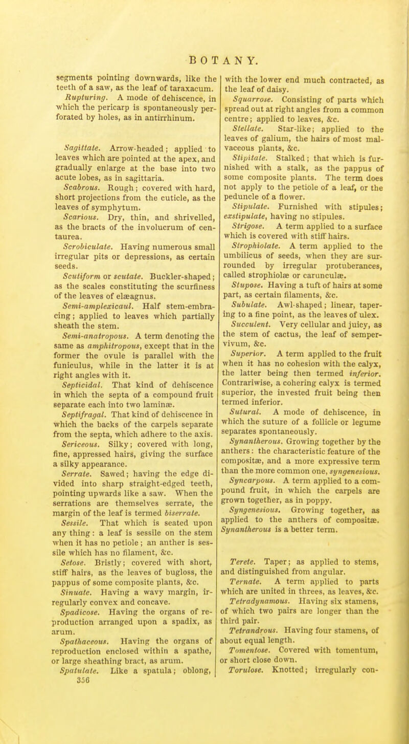 segments pointing downwards, like the teeth of a saw, as the leaf of taraxacum. Rupturing. A mode of dehiscence, in which the pericarp is spontaneously per- forated by holes, as in antirrhinum. Sagittate. Arrow-headed; applied to leaves which are pointed at the apex, and gradually enlarge at the base into two acute lobes, as in sagittaria. Scabrous. Rough; covered with hard, short projections from the cuticle, as the leaves of Symphytum. Scarious. Dry, thin, and shrivelled, as the bracts of the involucrum of cen- taurea. Scrobiculate. Having numerous small irregular pits or depressions, as certain seeds. Sculiform or scutate. Buckler-shaped; as the scales constituting the scurflness of the leaves of elaeagnus. Semi-amplexicaul. Half stem-embra- cing ; applied to leaves which partially sheath the stem. Semi-anatropous. A term denoting the same as ampkitropous, except that in the former the ovule is parallel with the funiculus, while in the latter it is at right angles with it. Septicidal. That kind of dehiscence in which the septa of a compound fruit separate each into two laminae. Septifragal. That kind of dehiscence in which the backs of the carpels separate from the septa, which adhere to the axis. Sericeous. Silky; covered with long, fine, appressed hairs, giving the surface a silky appearance. Serrate. Sawed; having the edge di- vided into sharp straight-edged teeth, pointing upwards like a saw. When the serrations are themselves serrate, the margin of the leaf is termed biserrale. Sessile. That which is seated upon any thing: a leaf is sessile on the stem when it has no petiole; an anther is ses- sile which has no filament, &c. Setose. Bristly; covered with short, stiff hairs, as the leaves of bugloss, the pappus of some composite plants, &c. Sinuate. Having a wavy margin, ir- regularly convex and concave. Spadicose. Having the organs of re- production arranged upon a spadix, as arum. Spathaceous. Having the organs of reproduction enclosed within a spathe, or large sheathing bract, as arum. Spatulate. Like a spatula; oblong, 356 with the lower end much contracted, as the leaf of daisy. Sguarrose. Consisting of parts which spread out at right angles from a common centre; applied to leaves, &c. Stellate. Star-like; applied to the leaves of galium, the hairs of most mal- vaceous plants, &c. Stipitate. Stalked ; that which is fur- nished with a stalk, as the pappus of some composite plants. The term does not apply to the petiole of a leaf, or the peduncle of a flower. Stipulate. Furnished with stipules; exstipulate, having no stipules. Strigose. A term applied to a surface which is covered with stiff hairs. Strophiolate. A term applied to the umbilicus of seeds, wlien they are sur- rounded by irregular protuberances, called strophiolffl or carunculae. Stupose. Having a tuft of hairs at some part, as certain filaments, &c. Subulate. Awl-shaped; linear, taper- ing to a fine point, as the leaves of ulex. Succulent. Very cellular and juicy, as the stem of cjictus, the leaf of semper- vivum, &c. Superinr. A term applied to the fruit when it has no cohesion with the calyx, the latter being then termed inferior. Contrariwise, a cohering calyx is termed superior, the invested fruit being then termed inferior. Sutural. A mode of dehiscence, in which the suture of a foUicle or legume separates spontaneously. Synantherous. Growing together by the anthers: the characteristic feature of the conipositEe, and a more expressive term than the more common one, syngenesious. Syncarpous. A term applied to a com- pound fruit, in which the carpels are grown together, as in poppy. Syngenesious. Growing together, as applied to the anthers of composits. Synantherous is a better term. Terete. Taper; as applied to stems, and distinguished from angular. Ternate. A term applied to parts which are united in threes, as leaves, &c. Tetradynamous. Having six stamens, of which two pairs are longer than the third pair. Tetrandrous. Having four stamens, of about equal length. Tnmentose. Covered with tomentum, or short close down. Torulote. Knotted; Irregularly con-