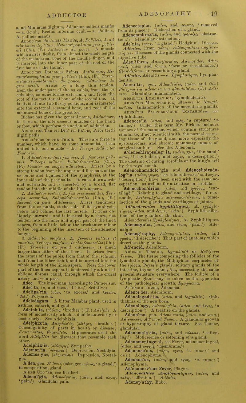 a. ad Minimum digitum, Adductor polliois manfls a. Oc'uli, Rectus inteinus oculi — a. PoUicis, I A. polliois manfls. Adduc'tou Pol'licis ManOs, A. Pol'licia,A. ad I mill'imam diyitiim, Metacar'pophalan'geus pol'li- cis (Ch.), (I''-) Adducteur du pouce. A muscle which arises, fleshy, from almost the whole length ; of the metacarpal bono of the middle finger, and i is inserted into the inner part of the root of the first bone of the thumb. ; Annuc'TOR Pol'licis Pe'dis, Antith'enar, Me- taiar'sosithphalan'geus pol'licis (Ch.), (F.) Tarso- metatarsi-phalangien du, pouce. Adducteur du gros orteil. Arises by a long thin tendon, from the under part of the os calcis, from the os cuboides, os cuneiforme externum, and from the root of the metatarsal bone of the second toe. It is divided into two fleshy portions, <and is inserted into the external sesamoid bone, and root of the metatarsal bone of the great toe. Bichat has given the general name, Adduc'iors, to those of the interosseous muscles of the hand or foot, which perform the action of adduction. Adduc'tor Ter'tii Digiti Pe'dis, Prior tertii digiti pedis. Addttc'tors op the Thigh. These are three in number, which have, by some anatomists, been united into one muscle — the Triceps Adduc'tor Fem'oris. 1. Adduc'tor Ion'gus fem'oris, A. fem'oris pri'- mtis, Tri'ceps mi'nor, Pu'hiofemora'lis (Ch.), (F.) Premier ou moyen adducteur. Arises by a strong tendon from the upper and fore part of the OS pubis and ligament of the symphysis, at the inner side of the pectinalis. It runs downwards and outwards, and is inserted by a broad, flat tendon into the middle of the linea aspera. 2. Adduc'tor bre'vis, A. fem'oris secun'dus, Tri'- ceps secun'dus, Subpuhiofemora'lis (Ch.), (F.) Second ou ^je(?t Adducteur. Arises tendinous from the os pubis, at the side of its symphysis, below and behind the last muscle. It runs ob- liquely outwards, and is inserted by a short, flat tendon into the inner and upper part of the linea aspera, from a little below the trochanter minor to the beginning of the insertion of the adductor longus. 3. Adduc'tor mag'nus, A. femoris ter'tius ct quar'tus, Tri'ceps mag'nus, Is'chiofemora'lis (Ch.), (F.) Troisihne ou grand adducteur, is much larger than either of the others. It arises from the ramus of the pubis, from that of the ischium, •and from the tuber ischii, and is inserted into the whole length of the linea aspera. Near the lower part of the linea aspera it is pierced by a kind of oblique, fibrous canal, through which the crural | artery and vein pass. Adec. The inner man, according to Paracelsus. Adec'ta, {a, and imviii, ' I bite,') Sedatives. Adelipa'ria, {airiv, 'to excess,' and AtTrapos, •' fat,') Polysarcia. Adelodagam. A bitter Malabar plant, used in asthma, catarrh, and gout. Adelph'ia, (aiitAc/ios,'brother,') (F.) ^rfe?p/te. A form of monstrosity which is double anteriorly or posteriorly. See Adelphixia. Adelphix'ia, AdepMx'is, {aicX<pos, 'brother.') Consanguinity of parts in health or disease; Frater'nitas, Fratra'tio. Hippocrates used the word Adelph'ia for diseases that resemble each other. Adelphix'is, {aicXtpt^n,) Sympathy. Ademou'ia, {aStjuovia.) Depression, Nostalgia. Ademos'yne, (ainitoawti,) Depression, Nostal- gia. A'den, gen. A'denis, {aS>ju, gen. aicvo;,' a gland,') in composition, gland. A'den Ulcer, see Beriberi. Adenal'gia, Adcnodyn'ia, {aden, and uXyog, 'pain.') Glandular pain. Adenectop'ia, {aden, and cKTOTTo;, ' removed from its place.') Dislocation of a gland. Adenemphrax'is, {aden, and ejAtppa^is,' obstruc- tion.') Glandular obstruction. Ade'nia, {aSnv, 'a gland,') Ilodgkin's Disease. Ailenies, (from aden,) Adenopathies angihro- miques.' Diseases of the glands connected with the digestive tube. Aden'iform, Adeniform'is, AdenoVdes, Ad'e- noid, {aden and forma, 'form or resemblance.') Glan'diform, or resembling a gland. Adenite, Adenitis — a. Lymphatique, Lympha- denitis. Adeni'tis, gen. Adeni'tidis, {aden and itia.) Phlegma'sia adeno'sa seu glandulo'sa, (F.) Ade- nite. Glandular inflammation. Adeni'tis Lymphat'ica, Lymphadenitis. Adeni'tis Mesenter'ica, Mesenter'ic Gangli- oni'tis. Inflammation of the mesenteric glands. Adeni'tis Palpebka'edm Contagio'sa, see Ophthalmia. Adenoce'le, {nden, and xtiXt), 'a rupture,' 'a tumor.') Under this term Mr. Birkett includes tumors of the mammse, which contain structures similar to, if not identical with, the normal secret- ing tissue of the gland, and more especially the cystosarcoma, and chronic mammary tumors of surgical authors. See also Adenoma. A'deTiocMrapsologia, {aden, xup, 'the hand,' anrm, 'I lay hold of,' and Xoyos, 'a description.') The doctrine of curing scrofula or the king's evil by the royal touch. Adeiioc]ioeradologia and Adenochoirado- logia, {aden, xoip^s, 'scrofulous disease,' and Xoyo;, ' description,') have been used with the same ac- ceptation ,• as well as for a treatise on scrofula. Adenoclion'drius, (arfen, ^nd xo^^pos, 'car- tilage.') Relating to gland and cartilage,—for ex- ample, Arthrophy'ma adenochon'drium, a tume- faction of the glands and cartilages of joints. Adenodermies Syplvilitiques, A. syp>liylo- siqnes, {aden, and Sepii:i, ' skin.') Syphilitic affec- tions of the glands of the skin. Adenodermies SypJiylosiqnes, A. Syphilitiques. Adenodyn'ia, {aden, and oivvn, ' pain.') Ade- nalgia. Adenog'raphy, Adenogra'phia, {aden, and ypaipio, 'I describe.') That part of anatomy which describes the glands. Ad'euoid, Adeniform. Ad'enoid Tiss'ue, Lymph'oid or Ret'iform Tissue, The tissue composing the follicles of the lymphatic glands, the Malpighian corpuscles of the spleen, Peyer's glands, solitary glands of the intestine, thymus gland, &c., possessing the same I general structure everywhere. Tlie follicle of a lymphatic gland may be taken as the type also of the pathological growth, Lymphoma. Ad'enoid Tumor, Adenoma. Adenoi'des, Adeniform. Adenologadi'tis, {aden, and logaditis.) Oph- thalmia of the new born. Adenol'ogy, Adenologia, {aden, and Xoyos, ' a description.') A treatise on the glands. Adeno'ina, gen. Adeno'matis, {aden, and oma,) Ad'enocele, Ad'enoid Tumor. A glandular growth or hypertrophy of gland texture. See Tumor, glandular. Adenomala'cia, {aden, and ixaXaKia, ' soften- ing.') Mollesccnce or softening of a gland. Adenomeninge'al, see Fever, adcnomeningeal, {aden, and nvv^v^, ' ii?embrane.'J Adenonco'sis, {aiken, oyKo;, 'a tumor,' and oais.) Adenophyma. ', Adenono'us, {aden, j^rid oyvog, 'a tumor.') Adenophyma. Ad'enonerv'ous Fever, Plague. Adenopathies An^ffibrorniques, {aden, and naSof, ' aflection.') Adinies, Adenop'ath.y, Bubo.