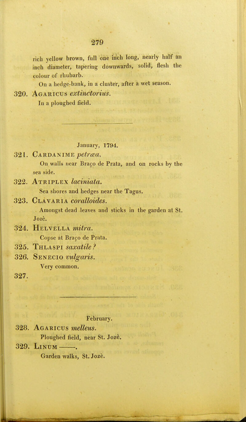 t 279 rich yellow brown, full one inch long, nearly half an inch diameter, tapering downwards, solid, flesh the colour of rhubarb. On a hedge-bank, in a cluster, after a wet season. 320. Agaricus exlinctorius. In a ploughed field. January, 1794. 321. Cardanime jt?e^r<^«. On walls near Brapo de Prata, and on rocks by the sea side. 322. Atriplex laciniata. Sea shores and hedges near the Tagus. 323. Clavaria coralloides. Amongst dead leaves and sticks in the garden at St. Joze. 324. Helvella mitra. Copse at Brajo de Prata. 325. Thlaspi saxatile ? 326. Senecio vulgaris. Very common. 327. February. 328. Agaricus melleus. Ploughed field, near St. Joze. 329. LiNUM . Garden walks, St. Joz^.