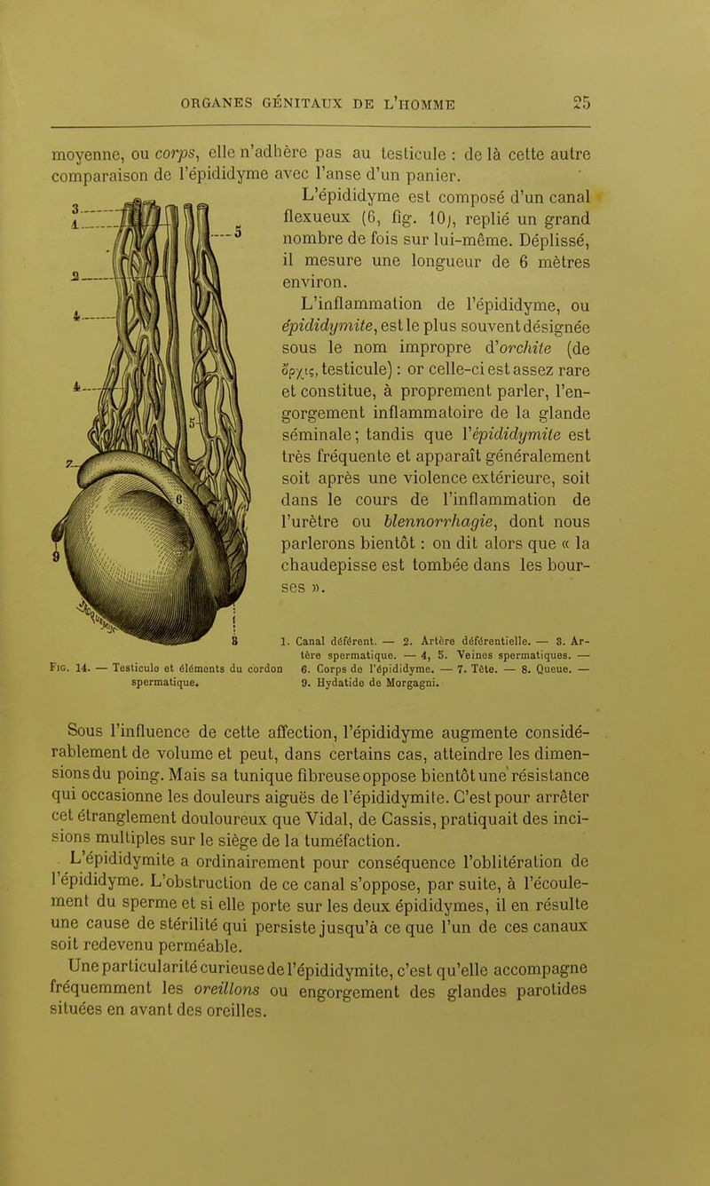 moyenne, ou corps, elle n'adhère pas au testicule : de là cette autre comparaison de l'épididyme avec l'anse d'un panier. L'épididyme est composé d'un canal flexueux (6, fig. 10j, replié un grand nombre de fois sur lui-même. Déplissé, il mesure une longueur de 6 mètres environ. L'inflammation de l'épididyme, ou épididyniite, est le plus souvent désignée sous le nom impropre d'orchite (de op^iç, testicule) : or celle-ci est assez rare et constitue, à proprement parler, l'en- gorgement inflammatoire de la glande séminale; tandis que Vépididymiie est très fréquente et apparaît généralement soit après une violence extérieure, soit dans le cours de l'inflammation de l'urètre ou blennorrhagie, dont nous parlerons bientôt : on dit alors que « la chaudepisse est tombée dans les bour- ses ». 1. Canal déférent. — 2. Artère déférentielle. — 3. Ar- tère spermatique. — 4, 5. Veines spermatiques. — FiG. 14. — Testicule et éléments du cordon 6. Corps de l'épididyme. — 7. Tête. — 8. Queue. — spermatique. 9. Hydatide de Morgagni. Sous l'influence de cette afl'ection, l'épididyme augmente considé- rablement de volume et peut, dans certains cas, atteindre les dimen- sions du poing. Mais sa tunique fibreuse oppose bientôt une résistance qui occasionne les douleurs aiguës de l'épididymite. C'est pour arrêter cet étranglement douloureux que Vidal, de Cassis, pratiquait des inci- sions multiples sur le siège de la tuméfaction. L épididymite a ordinairement pour conséquence l'oblitération de l'épididyme. L'obstruction de ce canal s'oppose, par suite, à l'écoule- ment du sperme et si elle porte sur les deux épididymes, il en résulte une cause de stérilité qui persiste jusqu'à ce que l'un de ces canaux soit redevenu perméable. Une particularité curieuse de l'épididymite, c'est qu'elle accompagne fréquemment les oreillons ou engorgement des glandes parotides situées en avant des oreilles.