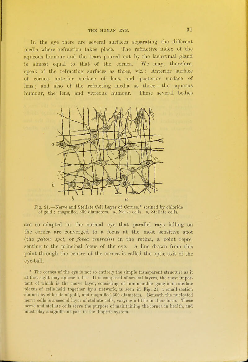 THE HUMAN EYE. In the eye there arc several surfaces separating the different media where refraction takes place. The refractive index of the aqueous humour and the tears poured out by tlie lachrymal gland is almost equal to that of the cornea. We may, therefore, speak of the refracting surfaces as three, viz. : Anterior surface of cornea, anterior surface of lens, and posterior surface of lens; and also of the refracting media as three—the aqueous humour, the lens, and vitreous humoiir. These several bodies h a Fig. 21.—Nerve and Stellate Cell Layer of Cornea,* stained by chloride oTgold; magnified 300 diameters, a, Nerve cells. &, Stellate cells. are so adapted in the normal eye that parallel rays falling on the cornea are converged to a focus at the most sensitive spot (the yellow sjmt, or fovea centralis) in the x-etina, a point repre- senting to the principal focus of the eye. A line drawn from this point through the centre of the cornea is called the optic axis of the eye-ball. * The cornea of the eye is not so entirely the simple transparent structure as it at first .sight may appear to be. It is composed of several layers, the most impor- tant of which is the nerve layer, consisting of innumerable ganglionic stellate ])lexus of cells held together by a network, as seen in Fig. 21, a small section stained by chloride of gold, and nidgnilied .300 diameters. Beneath the nucleated nerve cells is a second layer of stelhite cells, varying a little in their form. Tlieso nerve and stellate cells serve the purpose of maintaining the cornea in health, and must piny a significant part in the dioptric system.