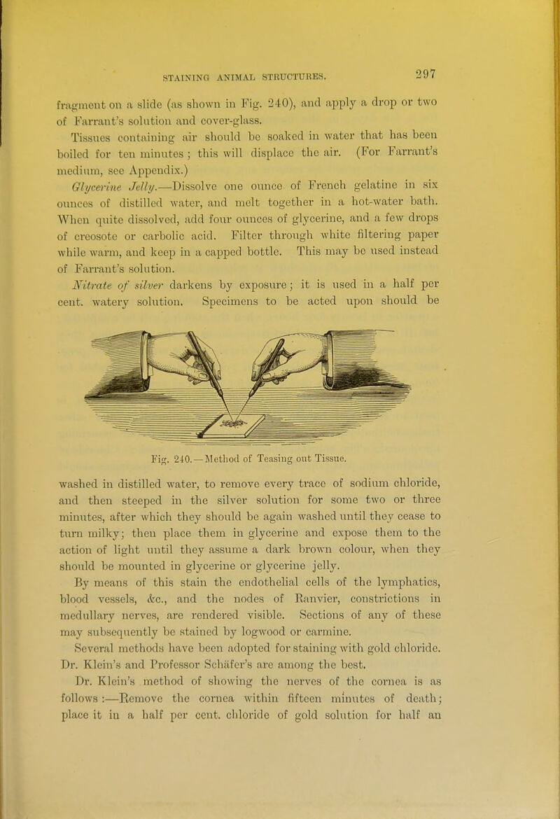 fragment on a slide (as shown in Fig. 240), and apply a drop or two of Farrant's solntion and cover-glass. Tissues containing air should be soaked in water that has been boiled for ten minutes ; this will displace the air. (For Farrant's medium, see Appendix.) Glycerine Jelly.—Dissolve one ounce of French gelatine in six ounces of distilled Avater, and melt together in a hot-water bath. When quite dissolved, add four ounces of glycerine, and a few drops of creosote or carbolic acid. Filter through white filtering paper while warm, and keep in a capped bottle. This may be used instead of Farrant's solution. Nitrate of silver darkens by exposure; it is used in a half per cent, watery solution. Specimens to be acted upon should be Fif;. 240. —Metliod of Teasing out Tissue. washed in distilled water, to remove every trace of sodium chloride, and then steeped in the silver solution for some two or three minutes, after which they should be again washed until they cease to turn milky; then place them in glycerine and expose them to the action of light until they assume a dark brown colour, when they should be mounted in glycerine or glycerine jelly. By means of this stain the endothelial cells of the lymphatics, blood vessels, &c., and the nodes of Ranviei', constrictions in medullary nerves, are rendered visible. Sections of any of these may subsequently be stained by logwood or carmine. Several methods have been adopted for staining with gold chloride. Dr. Klein's and Professor Schafer's are among the best. Dr. Klein's method of showing the nerves of the cornea is as follows:—Remove the cornea within fifteen minutes of death; place it in a half per cent, chloride of gold solution for half an