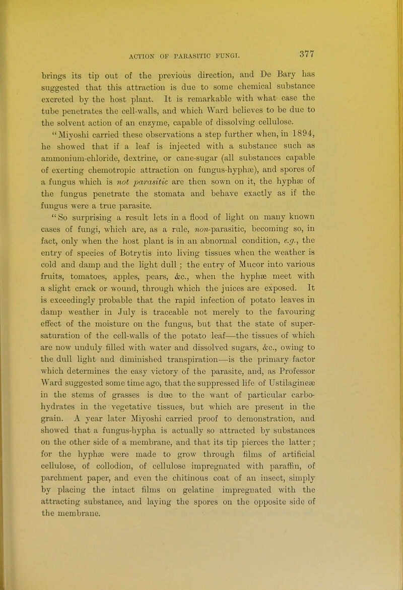 ACTION OF I'AUASITIC FUNGI. brings its tip out of the previous direction, and De Bary has suggested that this attraction is due to some chemical substance excreted by the host plant. It is remarkable with what ease the tube penetrates the cell-walls, and which Ward believes to be due to the solvent action of an enzyme, capable of dissolving cellulose. Miyoshi carried these observations a step further when, in 1894, he showed that if a leaf is injected with a substance such as ammonium-chloride, dextrine, or cane-sugar (all substances capable of exerting chemotropic attraction on fungus-hyphte), and spores of a fungus which is not parasitic are then sown on it, the hypha) of the fungus penetrate the stomata and behave exactly as if the fungus were a true parasite. So surprising a result lets in a flood of light on many known cases of fungi, which are, as a rule, now-parasitic, becoming so, in fact, only when the host plant is in an abnormal condition, e.g., the entry of species of Botrytis into living tissues when the weather is cold and damp and the light dull; the entry of Mucor into various fmits, tomatoes, apples, pears, ifec, when the hyphse meet with a slight crack or wouud, through Avhich the juices are exposed. It is exceedingly probable that the rapid infection of potato leaves in damp weather in July is traceable not merely to the favouring effect of the moisture on the fungus, but that the state of super- saturation of the cell-walls of the potato leaf—the tissues of which are now unduly filled with water and dissolved sugars, &c., owing to the dull light and diminished transpiration—is the primary factor which determines the easy victory of the parasite, and, as Professor Ward suggested some time ago, that the suppressed life of Ustilaginea; in the stems of grasses is due to the want of particular carbo- hydrates in the vegetative tissues, but which are present in the grain. A year later Miyoshi carried proof to demonstration, and showed that a fungus-hypha is actually so attracted by substances on the other side of a membrane, and that its tip pierces the latter; for the hyphse were made to grow through films of artificial cellulose, of collodion, of cellulose impregnated Avith paraftin, of parchment paper, and even the chitinous coat of an insect, simply by placing the intact films on gelatine impregnated with the attracting substance, and laying the spores on the opposite side of the membrane.