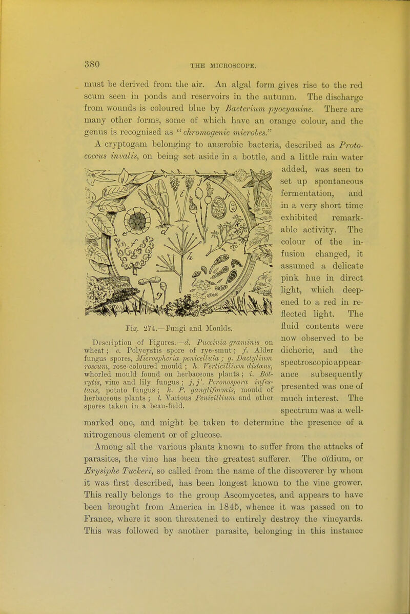 must be derived from the air. An algal form gives rise to the red SQwm seen in ponds and reservoii-s in the autumn. The discharge from wounds is coloured blue by Bacterium pyocyanine. There are many other forms, some of which have an orange colour, and the genus is recognised as  chromogenic microhes. A cryptogam belonging to anaerobic bacteria, described as Proto- coccus invalis, on being set aside in a bottle, and a little rain water added, was seen to set up spontaneous fermentation, and in a very short time exhibited remark- able activity. The colour of the in- fusion changed, it assumed a delicate pink hue in dii'ect light, which deep- ened to a red in re- flected light. The fluid contents were now observed to be dichoric, and the spectroscopic appear- ance subsequently presented was one of much interest. The spectrum was a Avell- marked one, and might be taken to determine the presence of a nitrogenous element or of glucose. Among all the various plants known to suffer from the attacks of parasites, the vine has been the greatest suff'erer. The oidium, or Erysijihe Tuckeri, so called from the name of the discoverer by whom it was first described, has been longest known to the vine grower. This really belongs to the group Ascomycetes, and appears to have been bi'ought from America in 1845, whence it was passed on to France, where it soon threatened to entirely destroy the vineyards. This was followed by another parasite, belonging in this instance Fig. 274. —Fungi aud Moulds. Description of Figures.—cl. PiKcinia graminis on wheat; c. Polycj'stis spore of rye-smut; /. Alder fungus spores, Microsphcria 2)ciiicelhila ; g. Dactijlium roseum, rose-coloured mould ; h. Verticillimii disians, whorled mould found on herbaceous plants ; i. Bot- rytis, vine and lily fuugus ; Pcronospora iufcs- tans, potato fungus; k. P. gangliformis, mould of herbaceous plants ; I. Various Penicilliit,m and other spores taken in a bean-field.