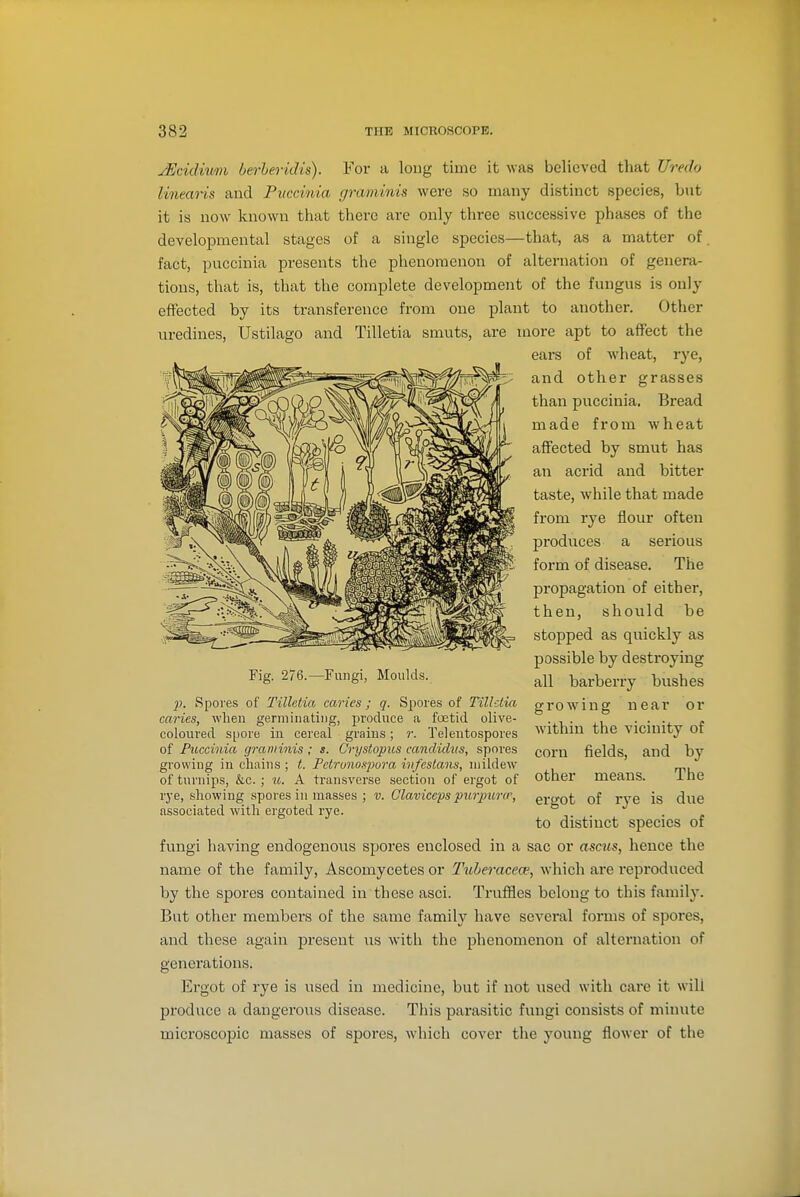 JEcidimn berheridis). For a long time it was believed that Uredo linearis and Pvccinia graminis were so many distinct species, but it is now known that there are only three successive phases of the developmental stages of a single species—that, as a matter of. fact, puccinia presents the phenomenon of alternation of genera- tions, that is, that the complete development of the fungus is only effected by its transference from one plant to another. Other uredines, Ustilago and Tilletia smuts, are more apt to affect the ears of wheat, rye, and other grasses than puccinia. Bread made from wheat affected by smut has an acrid and bitter taste, while that made from rye flour often produces a serious form of disease. The propagation of either, then, should be stopped as quickly as possible by destroying all barberry bvishes growing near or wdthin the vicinity of corn fields, and by other means. The ergot of r3e is due to distinct species of fungi having endogenous spores enclosed in a sac or asms, hence the name of the family, Ascomycetes or Tuheraceoe, which are reproduced by the spores contained in these asci. Truffles belong to this family. But other members of the same family have several forms of spores, and these again present us with the phenomenon of alternation of generations. Ergot of rye is used in medicine, but if not used with cai'e it will produce a dangerous disease. This parasitic fungi consists of minute microscopic masses of spores, which cover the young flower of the Eig. 276.—Fungi, Moulds. p. kSpores of Tilletia caries; q. Spores of Tilletia caries, when germinating, produce a foetid olive- coloured s[)ore in cereal grains; r. Telentospores of Puccinia graminis ; s. Crystopus candidus, spores growing in chains ; t. Petronospura infestans, mildew of turnips, &c. ; tc. A transverse section of ei-got of rye, showing spores in masses ; v. Claviccps purpura', associated with ergoted rye.