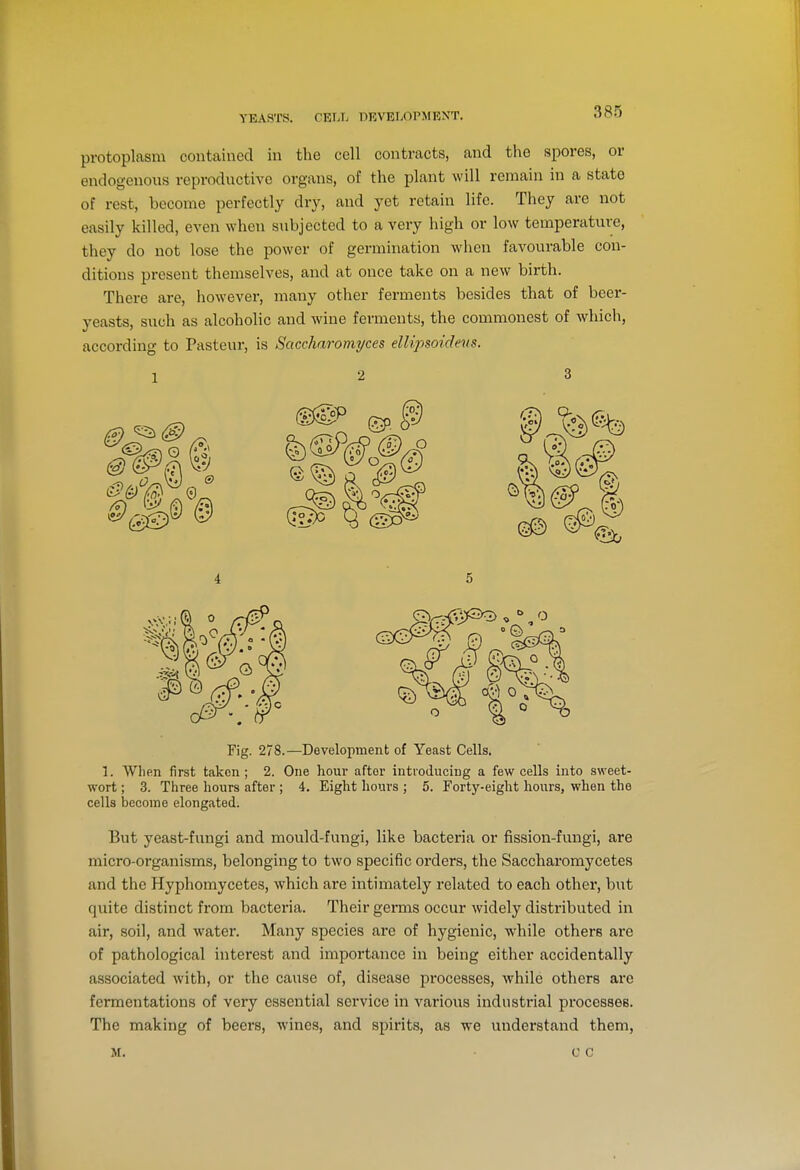 protoplasm contained in the cell contracts, and the spores, or endogenous reproductive organs, of the plant will remain in a state of rest, become perfectly dry, and yet retain life. They are not easily killed, even when subjected to a very high or low temperature, they do not lose the power of germination when favourable con- ditions present themselves, and at once take on a new birth. There are, however, many other ferments besides that of beer- yeasts, such as alcoholic and wine ferments, the commonest of which, according to Pasteur, is Saccharomyces elliqnoidens. Fig. 278.—Development of Yeast Cells. L When first taken; 2. One hour after intioducing a few cells into sweet- wort ; 3. Three hours after ; 4. Eight hours ; 5. Forty-eight hours, when the cells become elongated. But yeast-fungi and mould-fungi, like bacteria or fission-fungi, are micro-organisms, belonging to two specific orders, the Saccharomycetes and the Hyphomycetes, which are intimately related to each other, but quite distinct from bacteria. Their germs occur widely distributed in air, soil, and water. Many species are of hygienic, while others are of pathological interest and importance in being either accidentally associated with, or the cause of, disease processes, while others are fermentations of very essential service in various industrial processes. The making of beers, wines, and spirits, as we understand them, M. c c