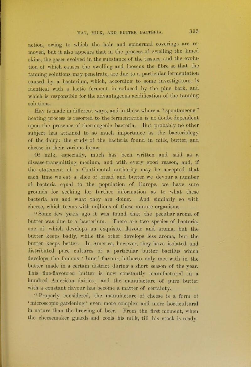 HAY, MILK, AND UUlTEK BACTERIA. action, owing to which the hair and epidermal coverings are re- moved, but it also appears that in the process of swelling the limed skins, the gases evolved in the substance of the tissues, and the evolu- tion of which causes the swelling and loosens the fibre so that the tanning solutions may penetrate, are due to a particular fermentation caused by a bacterium, which, according to some investigators, is identical with a lactic ferment introduced by the pine bark, and which is responsible for the advantageous acidification of the tanning solutions. Hay is made in different ways, and in those where a  spontaneous  heating process is resorted to the fermentation is no doubt dependent upon the presence of thermogenic bacteria. But probably no other subject has attained to so much importance as the bacteriology of the daily: the study of the bacteria found in milk, butter, and cheese in their various forms. Of milk, especially, much has been written and said as a disease-transmitting medium, and with every good reason, and, if the statement of a Continental authority may be accepted that each time we eat a slice of bread and butter we devour a number of bacteria equal to the population of Europe, we have sure grounds for seeking for further infoi'mation as to what these bacteria are and what they are doing. And similarly so with cheese, which teems with millions of these minute organisms.  Some few years ago it was found that the peculiar aroma of butter was due to a bacterium. There are two species of bacteria, one of which develops an exquisite flavour and aroma, but the butter keeps badly, while the other develops less aroma, but the butter keeps bettei*. In America, however, they have isolated and distributed pure cultures of a particular butter bacillus Avhich develops the famous ' June' flavour, hitherto only met with in the butter made in a certain district during a short season of the year. This fine-flavoured butter is now constantly manufactured in a hundred American dairies; and the manufacture of pure butter with a constant flavour has become a matter of cei-tainty.  Properly considered, the manufacture of cheese is a form of ' microscopic gardening' even more complex and more horticultural in nature than the brewing of beer. From the first moment, when the cheesemaker guards and cools his milk, till his stock is ready