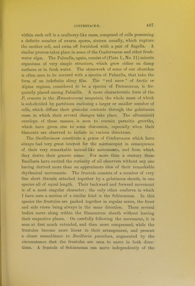 within each cell is a mulberry-like mass, composed of cells possessing a definite number of swarm spores, sixteen usually, which rupture the mother cell, and swim off furnished witli a pair of flagella. A similar process takes place in some of the Confervaceae and other fresh- water algee. The Palmella, again, consist of (Plate I., No. 21) minute organisms of very simple structure, which gi-ow either on damp surfaces or in fresh water. The stonework of some of our churches is often seen to be covered with a species of Palmella, that take the form of an indefinite slimy film. The  red snow of Arctic or Alpine regions, considered to be a species of Pi'otococcus, is fre- quently placed among Palmella. A more characteristic form of the P. cruenta is the Hcematococcus sanguinis, the whole mass of which is sub-divided by partitions enclosing a larger or smaller number of cells, which diffuse their granular contents through the gelatinous mass in which their several changes take place. The albuminoid envelope of these masses is seen to contain parasitic growths, which have given rise to some discussion, especially when their filaments are observed to radiate in various directions. The Oscillariacece constitute a genus of Confervacea) which have always had very great interest for the microscopist in consequence of their very remarkable animal-like movements, and from which they derive their generic name. For more than a century these Bacillaria have excited the curiosity of all observers without any one having derived more than an approximate idea of their remarkable rhythmical movements. The frustule consists of a number of very fine short threads attached together by a gelatinous sheath, in one species all of equal length. Their backward and forward movement is of a most singular character; the only other conferva in which I have seen a motion of a similar kind is the Schizonema. In this species the frustules are packed together in i-egular series, the front and side views being always in the same direction. These several bodies move along within the filamentous sheath without leaving their respective places. On carefully following the movement, it is seen at first much extended, and then more compressed, while the frustules become more linear in their arrangement, and present a closer resemblance to Bacillaria paradoxa, augmented by the circumstance that the frustules are seen to move in both direc- tions. A fruatule of Schizonema can move independently of thq
