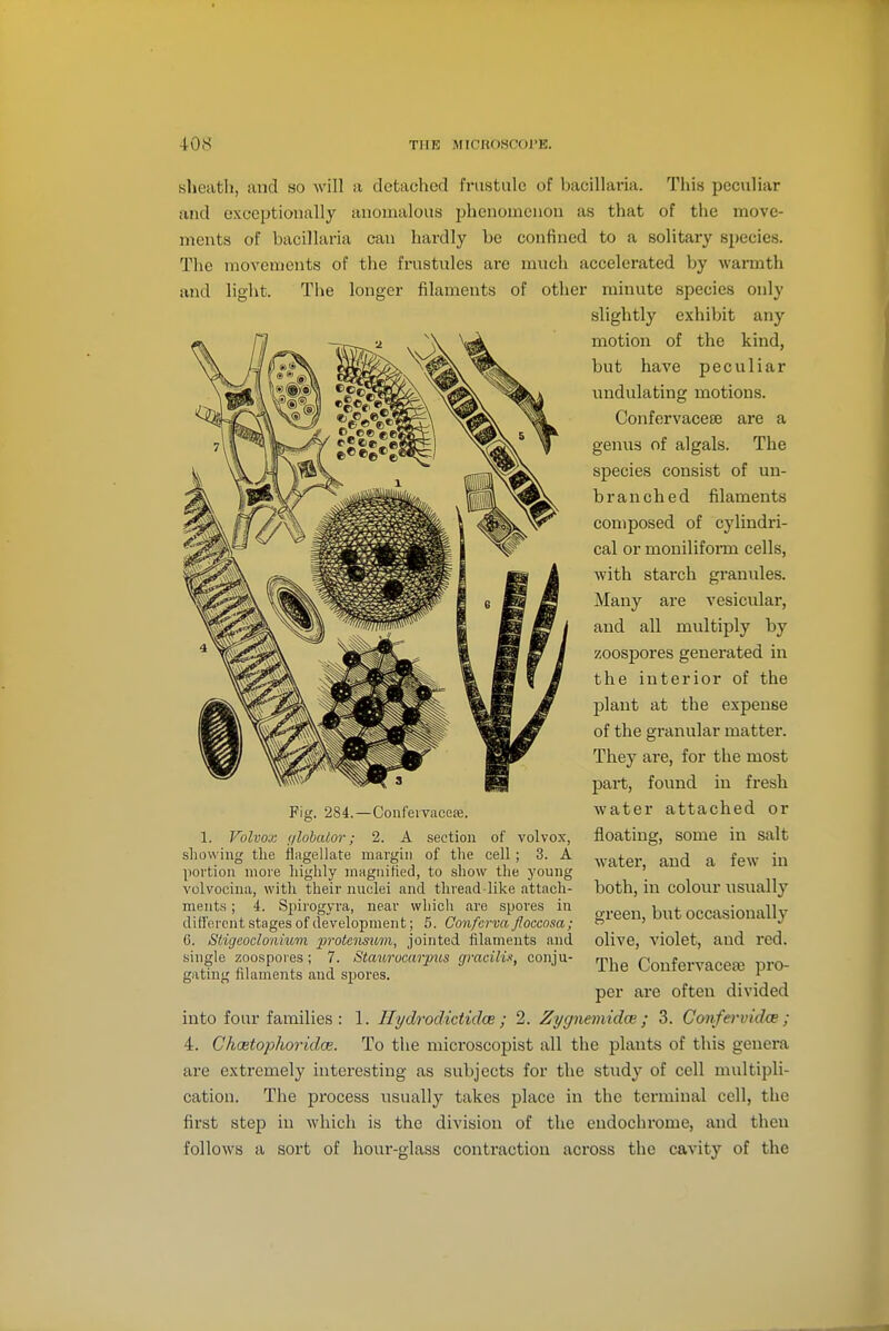 sheatli, and so will a detached fnistulc of bacillaria. This peculiar and exceptionally anomalous ijhenomcnou as that of the move- ments of bacillaria can hardly be confined to a solitary species. The movements of the frustules are much accelerated by warmth and light. The longer filaments of other minute species only slightly exhibit any motion of the kind, but have peculiar undulating motions. Confervacese are a genus of algals. The species consist of un- branched filaments composed of cylindri- cal or mouiliform cells, with starch granules. Many are vesicular, and all multiply by zoospores generated in the interior of the plant at the expense of the granular matter. They are, for the most part, found in fresh water attached or floating, some in salt water, and a few in both, in colour usually green, but occasionally olive, violet, and red. The Confervaceee pro- per are often divided into four families : 1. Hydrodictidce ; 2. Zygnemidce ; 3. Confervidce ; 4. ChoetoplioridcB. To the microscopist all the plants of this genera are extremely interesting as subjects for the study of cell multipli- cation. The process usually takes place in the terminal cell, the first step in which is the division of the endochrome, and then follows a sort of hour-glass contraction across the cavity of the Fig. 284.—Confeivaceae. 1. Volvox (jlohalor; 2. A section of volvox, showing the flagellate margin of tlie cell; 3. A portion more highly magnified, to show the young volvocina, with their nuclei and thread like attach- ments ; 4. Spirogyra, near which are spores in different stages of development; 5. Conferva Jloccosa ; 6. Stigeodonium iJi'otensum, jointed filaments and single zoospores; 7. Staurocarpxis gracilu, conju- gating filaments and spores.