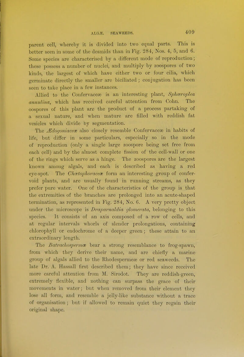 ALGiE. SEAWEEDS. parent cell, whereby it is divided into two equal parts. This is better seen in some of the dcsmids than in Fig. 284, Nos. 4, 5, and 6. Some species are characterised by a different mode of reproduction; these possess a number of nuclei, and multiply by zoospores of two kinds, the largest of which have either two or four cilia, which germinate directly the smaller are biciliated; conjugation has been seen to take place in a few instances. Allied to the Confervacese is an interesting plant, Sphceroplea annulina, which has received careful attention from Cohn. The oospores of this plant are the product of a process partaking of a sexual nature, and when mature are filled with reddish fat vesicles which divide by segmentation. The ^Edogoniaceae also closely resemble Confervacea3 in habits of life, but differ in some particulars, especially so in the mode of reproduction (only a single large zoospore being set free from each cell) and by the almost complete fission of the cell-wall or one of the rings which serve as a hinge. The zoospores are the largest known among algals, and each is described as having a red eye-spot. The Ghc<etophorace(B form an interesting group of confer- void plants, and are usually found in running streams, as they prefer pure water. One of the characteristics of the group is that the extremities of the branches are prolonged into an acute-shaped termination, as represented in Fig. 284, No. 6. A very pretty object under the microscope is Draparnaldia glomerata, belonging to this species. It consists of an axis composed of a row of cells, and at regular intervals whorls of slender prolongations, containing chlorophyll or endochrome of a deeper green; these attain to an extraordinary length. The Batrachospermce bear a strong resemblance to frog-spawn, from which they derive their name, and are chiefly a marine group of algals allied to the Rhodespermete or red seaweeds. The late Dr. A. Hassall first described them; they have since received more careful attention from M. Sirodot. They are reddish-green, extremely flexible, and nothing can surpass the grace of their movements in water ; but when removed from their element they lose all form, and resemble a jelly-like substance witliout a trace of organisation; but if allowed to remain quiet they regain their original shape.