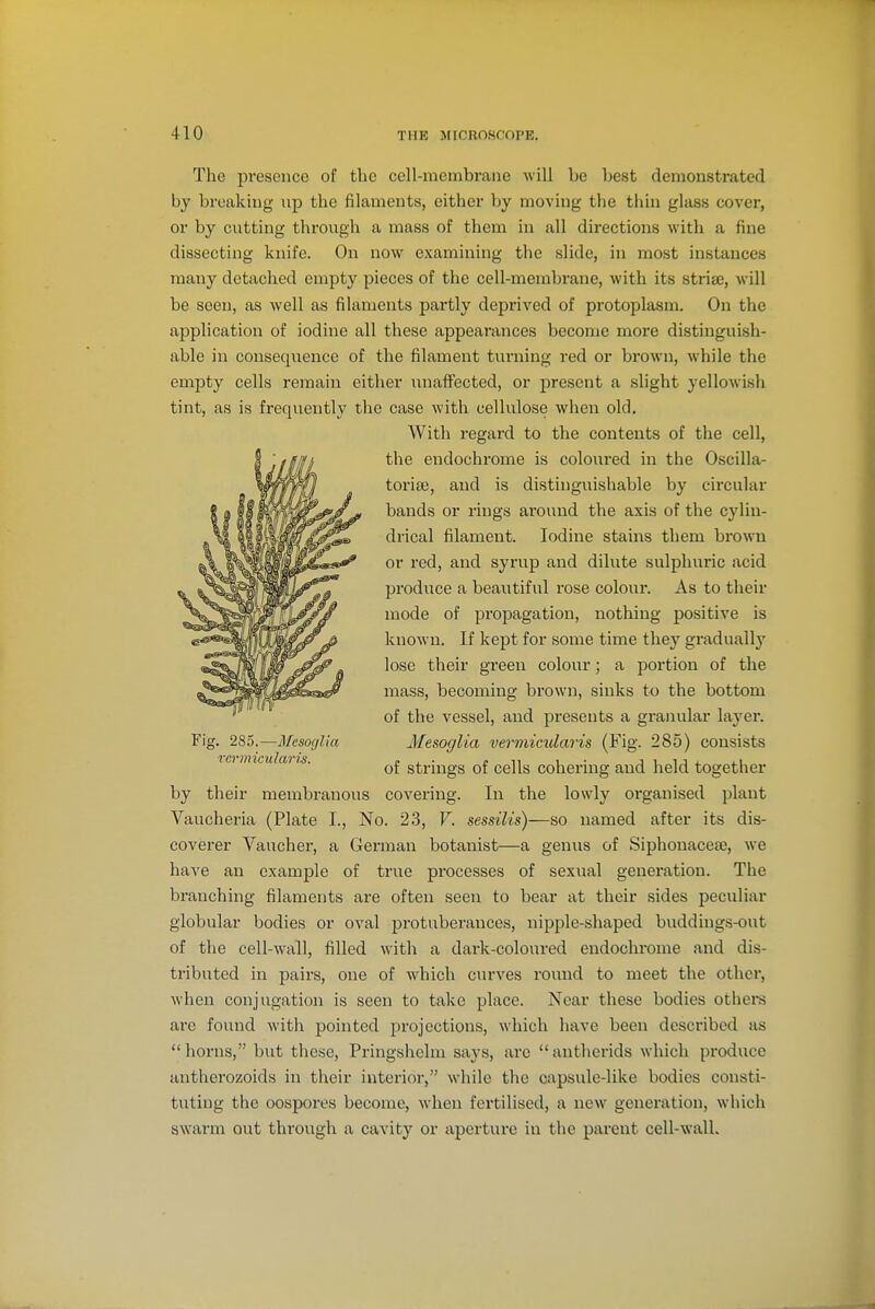 The presence of the cell-membrane will be Ijcst demonstrated by breaking up the filaments, either by moving the thin glass cover, or by cutting through a mass of them in all directions with a fine dissecting knife. On now examining the slide, in most instances many detached empty pieces of the cell-membrane, with its striae, will be seen, as well as filaments partly deprived of protoplasm. On the application of iodine all these appearances become more distinguish- able in consequence of the filament turning red or brown, while the empty cells remain either unaffected, or present a slight yellowish tint, as is frequently the case with cellulose when old. With regai'd to the contents of the cell, the endochrome is coloured in the Oscilla- toriee, and is distinguishable by circular bands or rings around the axis of the cylin- drical filament. Iodine stains them brown or red, and syrup and dilute sulphuric acid produce a beautiful rose colour. As to their mode of propagation, nothing positive is known. If kept for some time they gradually lose their green colour; a portion of the mass, becoming brown, sinks to the bottom of the vessel, and presents a granular layei*. Fig. 285.—MesocfUa Mesoglia vermicularis (Fig. 285) consists of strmgs of cells cohermg and held together by their membranous covering. In the lowly organised plant Vaucheria (Plate I., No. 23, V. sessilis)—so named after its dis- coverer Vaucher, a German botanist—a genus of Siphonaceae, we have an example of true processes of sexual generation. The branching filaments are often seen to bear at their sides peculiar globular bodies or oval protuberances, nipple-shaped buddings-out of the cell-wall, filled with a dark-coloured endochrome and dis- tributed in pairs, one of which curves round to meet the other, when conjugation is seen to take place. Near these bodies othei'S are found with pointed projections, which have been described as horns, but these, Pringshclm says, are antherids which produce antherozoids in their interior, while the oapsule-like bodies consti- tuting the oospores become, when fertilised, a new generation, which swarm out through a cavity or aperture in tlie parent cell-wall.