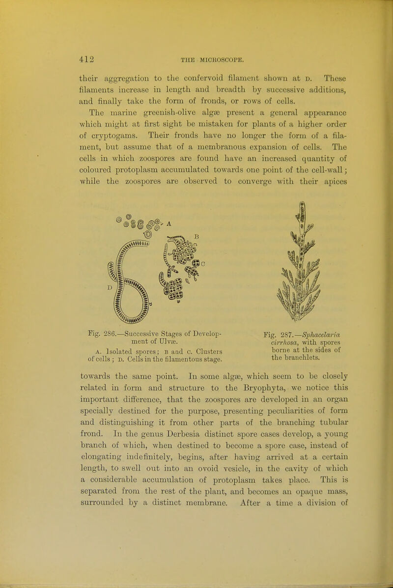 their aggregation to the confervoid filament sliown at d. These filaments increase in length and breadth by successive additions, and finally take the form of fronds, or rows of cells. The marine greenish-olive algsc present a general appearance which might at first sight be mistaken for plants of a higher order of cryptogams. Their fronds have no longer the form of a fila- ment, but assume that of a membranous expansion of cells. The cells in which zoospores are found have an increased quantity of coloured protoplasm accumulated towards one point of the cell-wall; while the zoospores are observed to converge with their apices towards the same point. In some algse, which seem to be closely related in form and structure to the Bryophyta, we notice this important difference, that the zoospores are developed in an organ specially destined for the purpose, presenting peculiarities of form and distinguishing it from other parts of the branching tubular frond. In the genvis Derbesia distinct spore cases develop, a young branch of which, when destined to become a spore case, instead of elongating indefinitely, begins, after having arrived at a certain length, to swell out into an ovoid vesicle, in the cavity of which a considerable accumulation of protoplasm takes place. This is separated from the rest of the plant, and becomes an opaque mass, surrounded by a distinct membrane. After a time a division of Fig. 286.—Successive Stages of Develop- ment of Ulvee. Fig. 287.—Si^luuxlaria cirrhosa, witli spore.s borne at the sides of the branclilets. A. Isolated spores; B aad c. Clusters of cells; D. Cells in the filamentous stage.