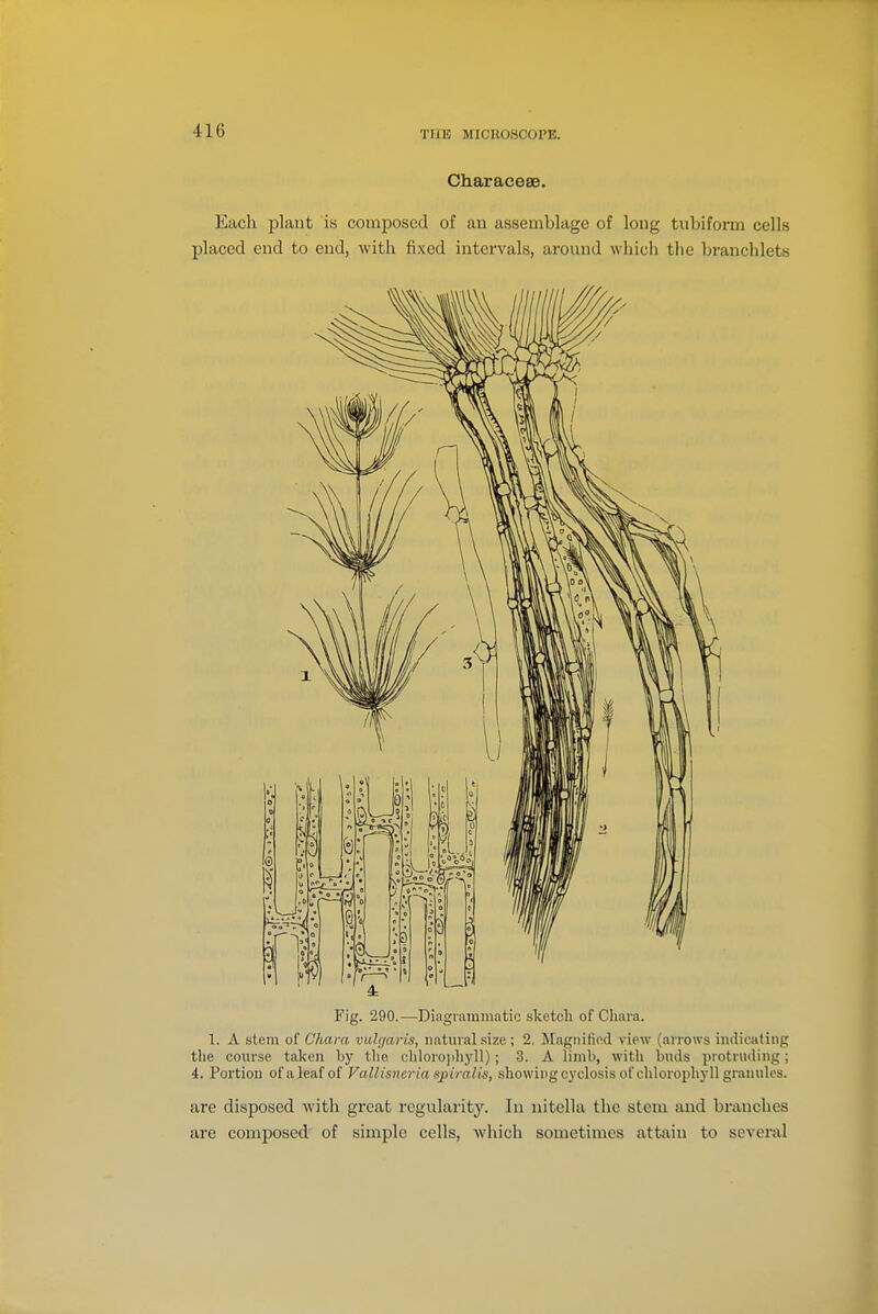 Characese. Each plant is composed of an assemblage of long tubiform cells placed end to end, with fixed intervals, around whicli the branchlets Fig. 290.—Diagrammatic sketch of Chara. 1. A stem of Chara vulgaris, natural .size ; 2, JIagnifiod view (arrows iiuliciiting the course taken by the chlorojiliyll) ; 3. A limb, with buds protruding; 4. Portion of a leaf of Vallisncria spiralis, showing cyclosis of chlorophyll granules. are disposed with great regularity. In nitella the stem and branches are composed of simple cells, which sometimes attain to several