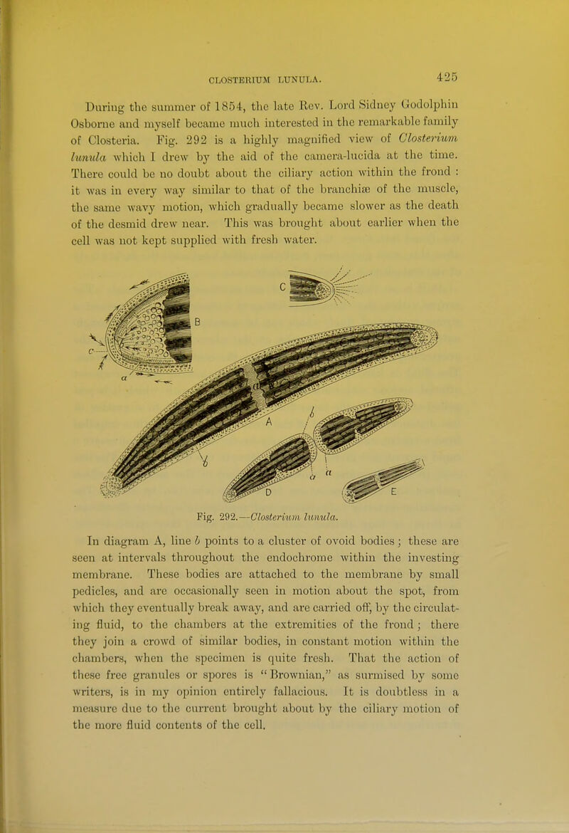 CLOSTERIUM LUNULA. During the summer of 1854, the late Rev. Lord Sidney Godolpliin Osborne and myself became much interested in the remarkable family of Closteria. Fig. 292 is a highly magnified view of Closterium hmula which I drew by the aid of the camera-lucida at the time. There could be no doubt about the ciliary action within the frond : it was in every way similar to that of the branchia; of the muscle, the same wavy motion, which gradually became slower as the death of the desmid drew near. This was brought about earlier when the cell was not kept supplied with fresh water. Fig. 292.—Closterium hmula. In diagram A, line h points to a cluster of ovoid bodies; these are seen at intervals throughout the endochrome within the investing membrane. These bodies are attached to the membrane by small pedicles, and are occasionally seen in motion about the spot, from which they eventually break away, and are carried off, by the circulat- ing fluid, to the chambers at the extremities of the frond ; there they join a crowd of similar bodies, in constant motion within the chambers, when the specimen is quite fresh. That the action of these free granules or spores is  Brownian, as surmised by some writers, is in my opinion entirely fallacious. It is doubtless in a measure due to the current brought about by the ciliary motion of the more fluid contents of the cell.