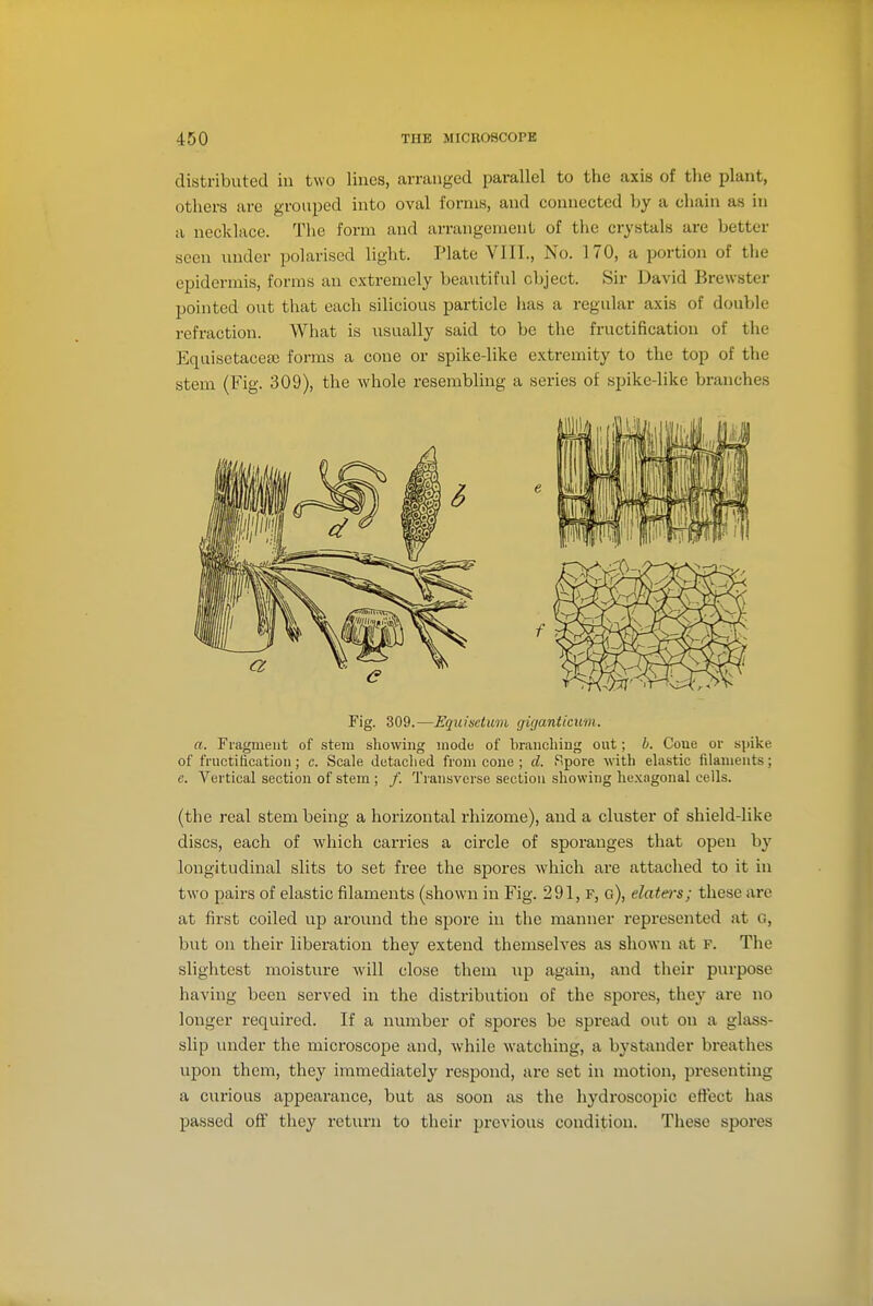 distributed in two lines, arranged parallel to the axis of the plant, others are grouped into oval forms, and connected by a chain as in a necklace. The form and arrangement of the crystals are better seen under polarised light. Plate VIII., No. 170, a portion of the epidermis, forms an extremely beautiful object. Sir David Brewster pointed out that each silicious particle lias a regular axis of double refraction. What is usually said to be the fructification of the Equisetaceaj forms a cone or spike-like extremity to the top of the stem (Fig. 309), the whole resembling a series of spike-like branches Fig. 309.—EqiLisdum gu/anticum. a. Fragment of stem showing mode of branching out; b. Coue or spike of fructification; c. Scale detached from cone ; d. Spore with ehxstic filaments; e. Vertical section of stem ; /. Transverse section showing hexagonal cells. (the real stem being a horizontal rhizome), and a cluster of shield-like discs, each of which carries a circle of sporanges that open by longitudinal slits to set free the spores which are attached to it in two pairs of elastic filaments (shown in Fig. 291, f, g), elateis; these are at first coiled up around the spore in the manner represented at c, but on their liberation they extend themselves as shown at f. The slightest moisture will close them up again, and their purpose having been served in the distribution of the spores, they are no longer required. If a number of spores be spread out on a glass- slip under the microscope and, while watching, a bystander breathes upon them, they immediately respond, are set in motion, presenting a curious appearance, but as soon as the hydroscopic effect has passed off they return to their previous condition. These spores