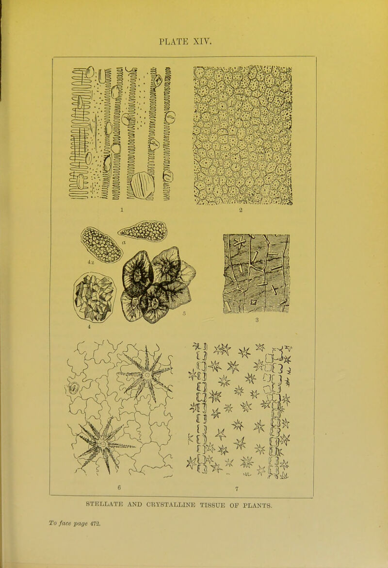 PLATE XIV. STELLATE AND CRYSTALLINE TISSUE OF PLANTS. To face page 4.1%