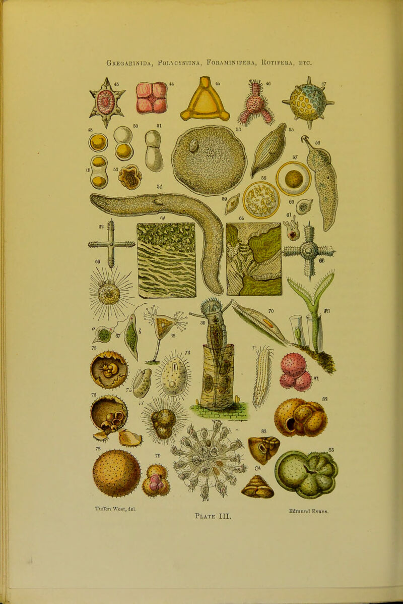 GREGiKlNIDA, J:'OL>CYSTINA, FOKAMINIFEUA, ROTIKKUA, KTC. TuITcn West,del. Plate III. Edmund Grnn*.