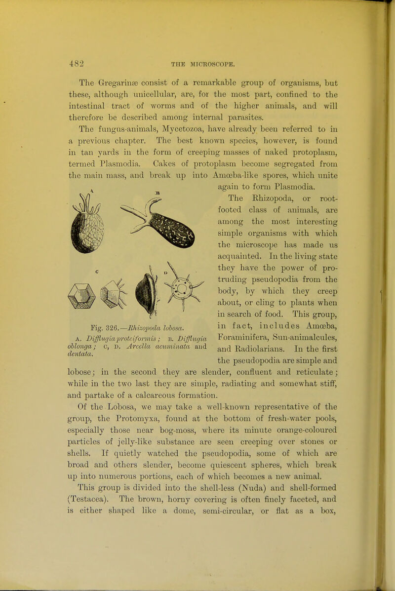 The Gregariiune consist of a remarkable group of organisms, but these, although unicellular, are, for the most part, confined to the intestinal tract of worms and of the higher animals, and will therefore be described among internal parasites. The fungus-animals, Mycetozoa, have already been referred to in a previous chapter. The best known species, however, is found in tan yards in the form of creeping masses of naked protoplasm, termed Plasmodia. Cakes of protoplasm become segregated from the main mass, and break up into Amoeba-like spores, which imite again to form Plasmodia. The Rhizopoda, or root- footed class of animals, are among the most interesting simple organisms with which the microscope has made us acquainted. In the living state they have the power of pro- truding pseudopodia from the body, by which they creep about, or cling to plants when in search of food. This group, in fact, includes Amoeba, Foraminifera, Sun-animalcules, and Radiolarians. In the first the pseudopodia are simple and lobose; in the second they are slender, confluent and reticulate; while in the two last they are simple, radiating and somewhat stifl, and partake of a calcareous formation. Of the Lobosa, we may take a Avell-knowu representative of the group, the Protomyxa, found at the bottom of fresh-water pools, especially those near bog-moss, where its minute orange-coloured particles of jelly-like substance are seen creeping over stones or shells. If quietly watched the pseudopodia, some of which are broad and others slender, become quiescent spheres, Avhich break up into numerous portions, each of which becomes a new animal. This group is divided into the shell-less (Nuda) and shell-formed (Testacea). The brown, horny covering is often finely faceted, and is either shaped like a dome, semi-circular, or flat as a box, Fig. 326.—Rhizojmla lobosa. A. Difflio(jia'protciformis ; b. Diffliujia ohlonga; c, D. Arcella acuminata and dentata.