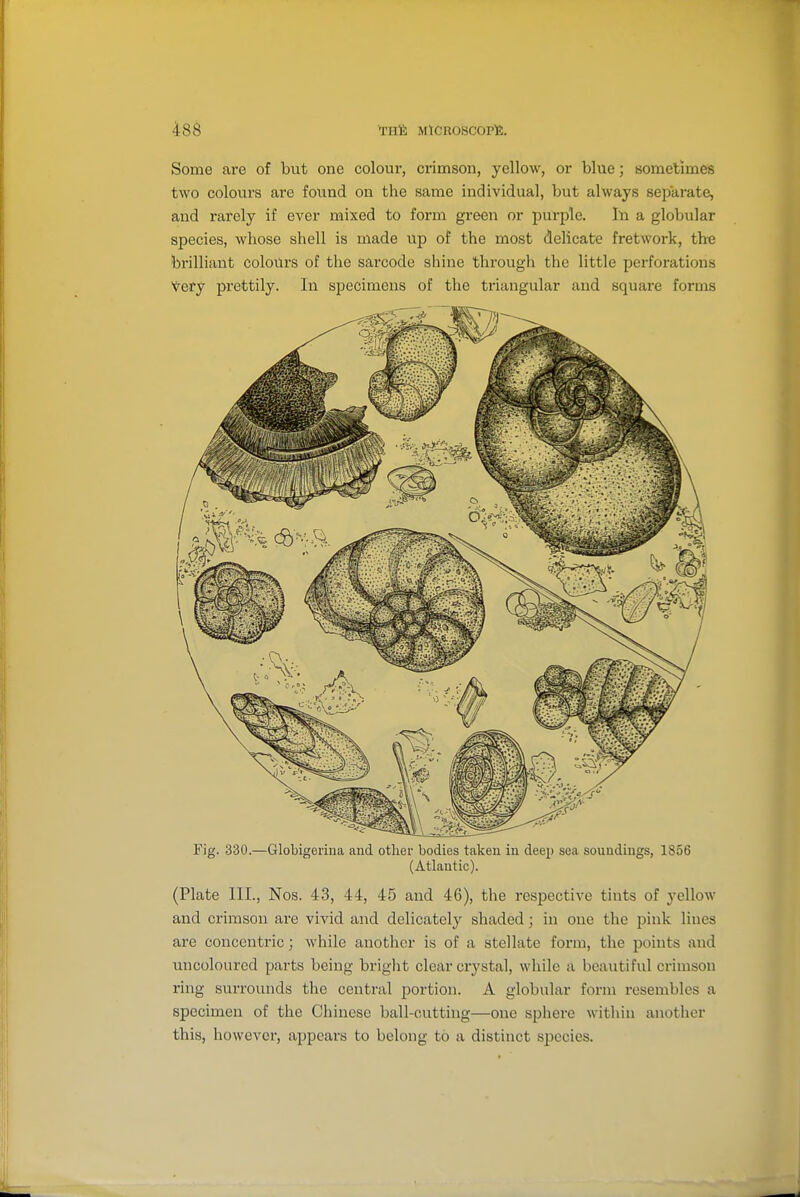 Some are of but one colour, crimson, yellow, or blue; sometimes two colours are found on the same individual, but always separate, and rarely if ever mixed to form green or purple. Ill a globular species, whose shell is made up of the most delicate fretwork, the brilliant colours of the sarcode shine through the little perforations Very prettily. In specimens of the triangular and square forms Fig. 330.—Globigerina and other bodies taken in deep sea soundings, 1856 (Atlantic). (Plate III., Nos. 43, 44, 45 and 46), the respective tints of yellow and crimson are vivid and delicately shaded ; in one the pink lines are concentric; while another is of a stellate form, the points and uncoloured parts being bright clear crystal, while a beautiful crimson ring surrounds the central portion. A globular form resembles a specimen of the Chinese ball-outtiug—one sphere within another this, however, appears to belong to a distinct species.