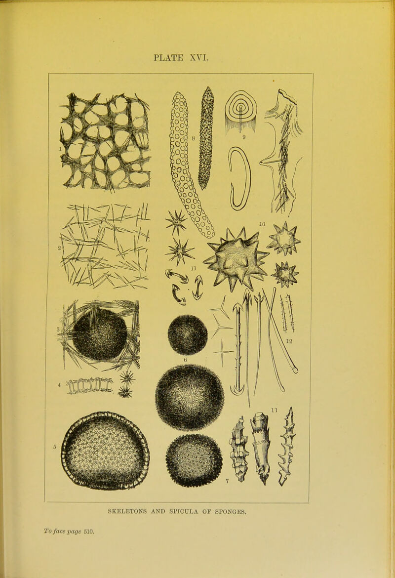 PLATE XVI. SKELETONS AND SPICULA OF SPONGES. To face page 510.