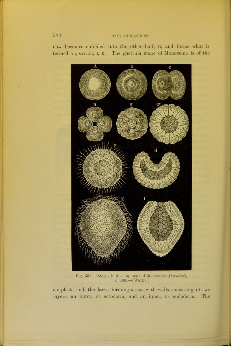 no.\v becomes enfolded into the other half, h, and forms what is termed a (/astrula, i, k. The gastriila stage of Monoxenia is of the 351.—St(ig(-s ill duvo dpiiiGut of MuiioxciUa JJarwinii, X COO.—CWarnc.) simplest kind, the larva forming a sac, with walls consisting of two layers, an outer, or ectoderm, and an inner, or endoderm. The