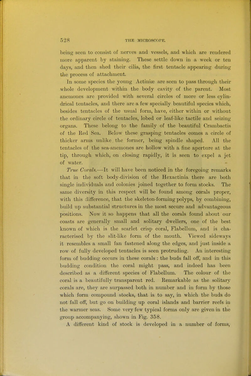 being seen to consist of nerves and vessels, and wliicli are rendered more apparent by staining. These settle down in a week or ten days, and then shed their cilia, the first tentacle appearing during the process of attachment. In some species the young Actinia; are seen to pass through their whole development within the body cavity of the parent. Most anemones arc provided with several circles of more or less cylin- drical tentacles, and there are a few specially beautiful species which, besides tentacles of the usual form, have, either within or without the ordinary circle of tentacles, lobed or leaf-like tactile and seizing organs. These belong to the family of the beautiful Crambactis of the Red Sea. Below these grasping tentacles comes a circle of thicker arms unlike the former, being spindle shaped. All the tentacles of the sea-anemones are hollow with a fine aperture at the tip, through which, on closing rapidly, it is seen to e.xpel a jet of water. True Corals.—It will have been noticed in the foregoing remarks that in the soft body-division of the Hexactinia there are both single individuals and colonies joined together to form stocks. The same diversity in this respect will be found among corals proper, with this difference, that the skeleton-forming polyps, by combining, build up substantial structures in the most secure and advantageous positions. Now it so happens that all the corals found about our coasts are generally small and solitary dwellers, one of the best known of which is the scarlet crisp coral, Flabellum, and is cha- racterised by the slit-like form of the mouth. Viewed sideways it resembles a small fan fastened along the edges, and just inside a row of fully developed tentacles is seen protruding. An interesting- form of budding occurs in these corals : the buds fall off, and in this budding condition the coral might pass, and indeed has been described as a different species of Flabellum. The colour of the coral is a beautifully transparent red. Remarkable as the solitary corals are, they are surpassed both in number and in form by those which form compound stocks, that is to say, in which the buds do not fall off, but go on building up coral islands and barrier reefs in the warmer seas. Some very few typical forms only are given in the group accompanying, shown in Fig. 358. A different kind of stock is developed in a number of forms.