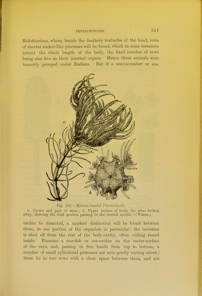 PENTAORINOIDS. Holothuvians, where, beside the feathery tentacles of the head, rows of shorter sucker-Uke processes will be found, which in some instances extend the whole length of the body, the fixed number of rows being also five in their internal organs. Hence these animals were formerly grouped luider Kadiata. But if a sea-cucumber or sea- I'ig. 365.—Medusa-headed Penliicriuoid. n. Crown and part of stem ; h. Upper surface of body, tlie arms broken away, sliowing the food {grooves passing to the central moutli.—(Warne.) urchin be dissected, a marked distinction will be found between them, in one portion of the organism in particular: the intestine is shut off from the rest of the body-cavity, often coiling round inside. Examine a stai-fish or sea-urchin on the inidcr-surfacc of the rays, and, passing in five bands from top to bottom, a number of small cylindrical i)rocesses are scon gently waving about; these lie in two rows with a clear space between them, and are