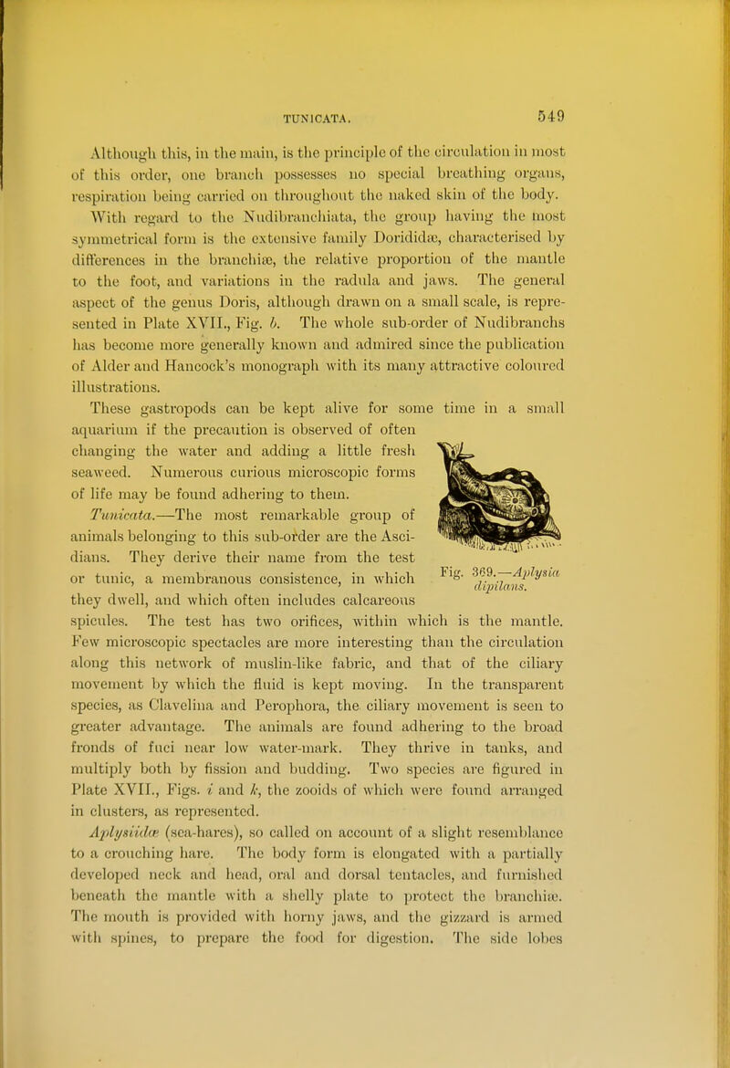 Although this, in the uiiun, is tiie principle of the circulation in most of this order, one branch possesses no special breathing organs, respiration being carried on throughout the naked skin of the body. With regard to the Nudibrancliiata, the group having the most symmetrical form is the extensive family Doridida), characterised by difterences in the branchia3, the relative proportion of the mantle to the foot, and variations in the radula and jaws. The general aspect of the genus Doris, although drawn on a small scale, is repre- sented in Plate XVII., Fig. h. The whole sub-order of Nudibranchs has become more generally known and admired since the publication of Alder and Hancock's monograph with its many attractive coloured illustrations. These gastropods can be kept alive for some time in a small aquarium if the precaution is observed of often changing the water and adding a little fresli seaweed. Numerous curious microscopic forms of life may be found adhering to them. Tunicata.—The most remarkable group of animals belonging to this sub-ofder are the Asci- dians. They derive their name from the test or tunic, a membranous consistence, in which ^^S' 3^.9.— ' ' dqnlans. they dwell, and which often includes calcareous spicules. The test has two orifices, within which is the mantle. Few mici'oscopic spectacles are more interesting than the circulation along this network of muslin-like fabric, and that of the ciliary movement by which the fluid is kept moving. In the transparent species, as Clavelina and Perophora, the ciliary movement is seen to greater advantage. The animals are found adhering to the broad fronds of fuci near low water-mark. They thrive in tanks, and multiply both by fission and budding. Two species are figured in Plate XVII., Figs, i and k, the zooids of which were found arranged in clusters, as represented. Ajdysiidte (sea-hares), so called on account of a slight resemblance to a crouching hare. The body form is elongated with a partially developed neck and head, oral and dorsal tentacles, and furnished beneath the mantle with a shelly plate to protect the branchiie. The mouth is provided with horny jaws, and the gizzard is armed with spines, to prepare the food for digestion. The side lobes